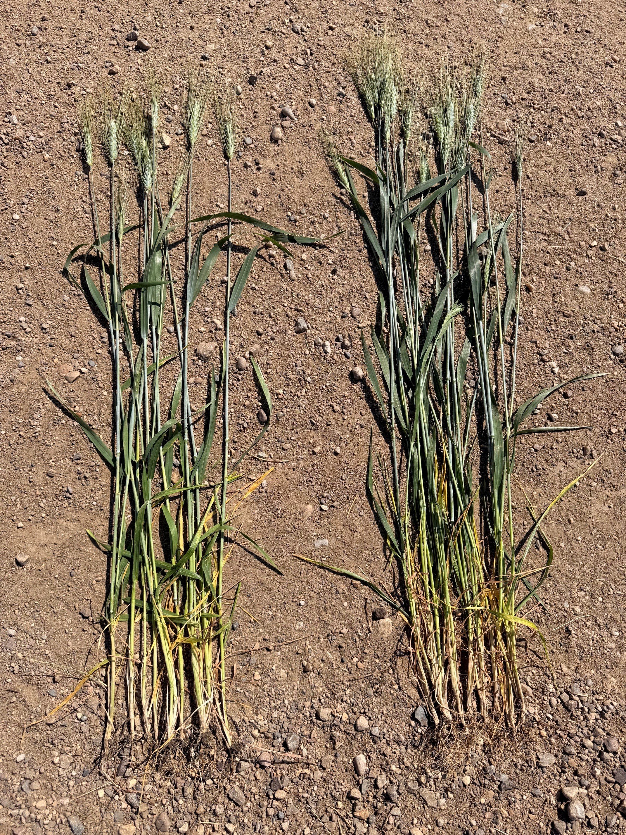 Sask Peas Nodules SeedShield & FieldEdge 