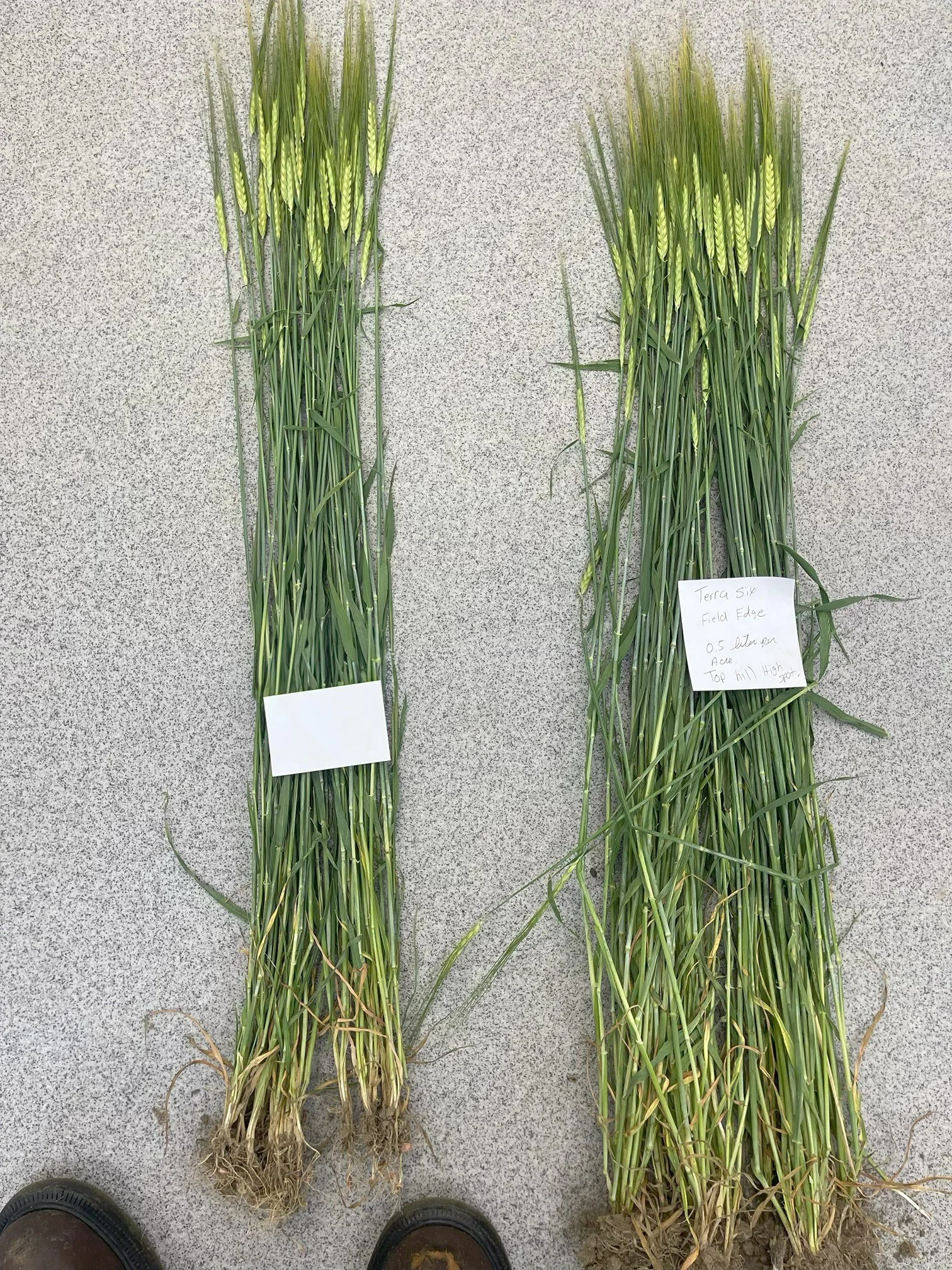 TeraSix FieldEdge .05 Acre