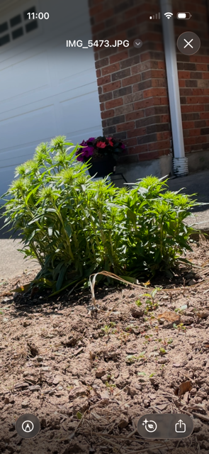 Ontario Plant Treat Left Side One Treatment