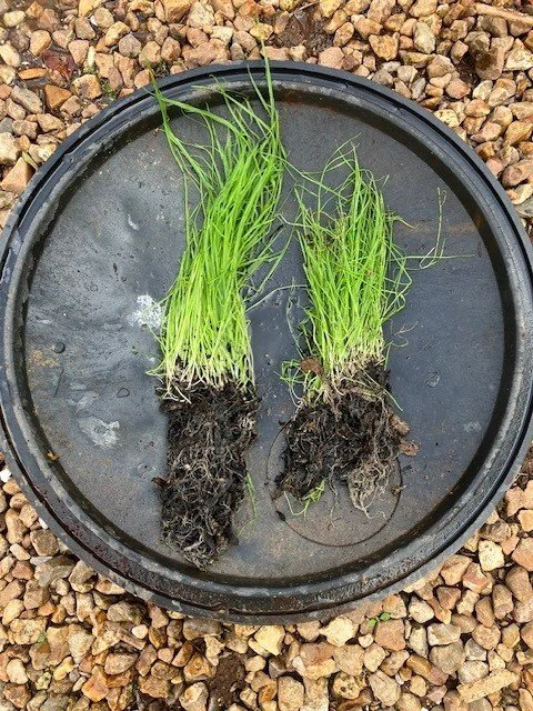 Turf United Kingdom SeedShield and Folair One Treatment