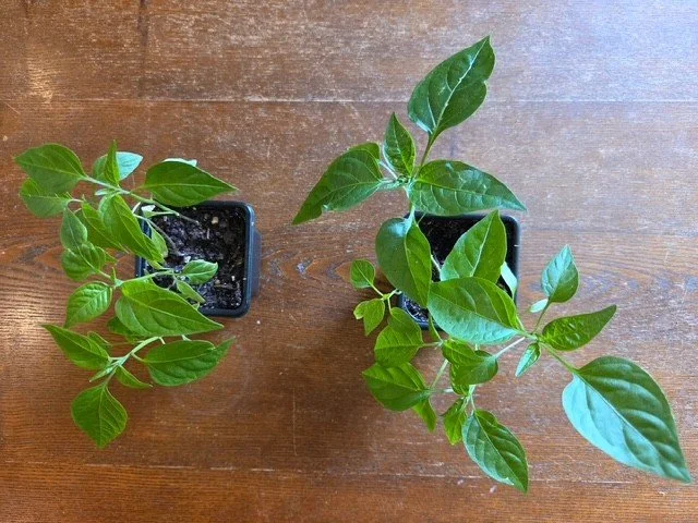 Pepper Plant - 1 Treatment Field Edge
