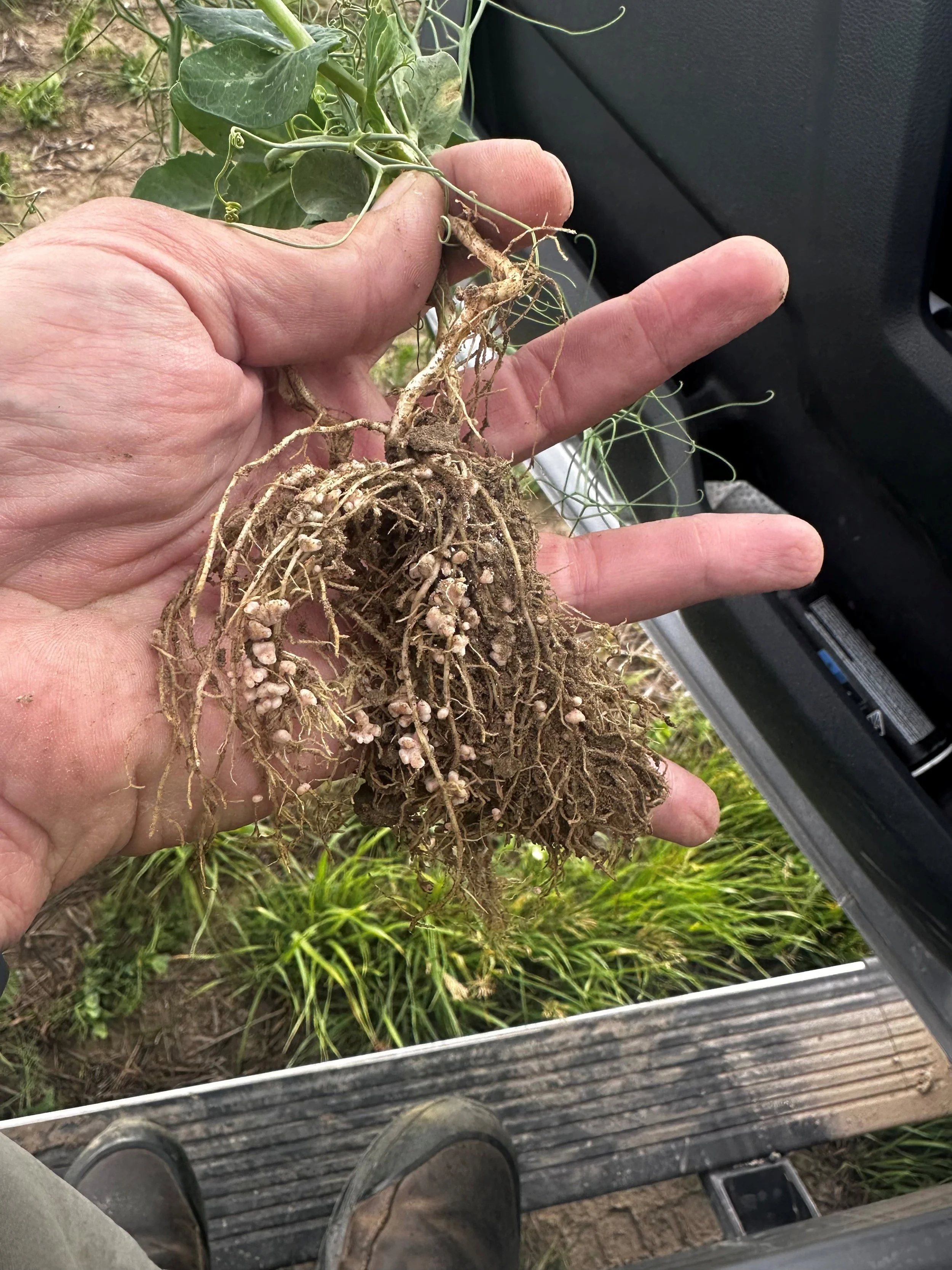 Sask Peas Nodules  FieldEdge 0.5L acre