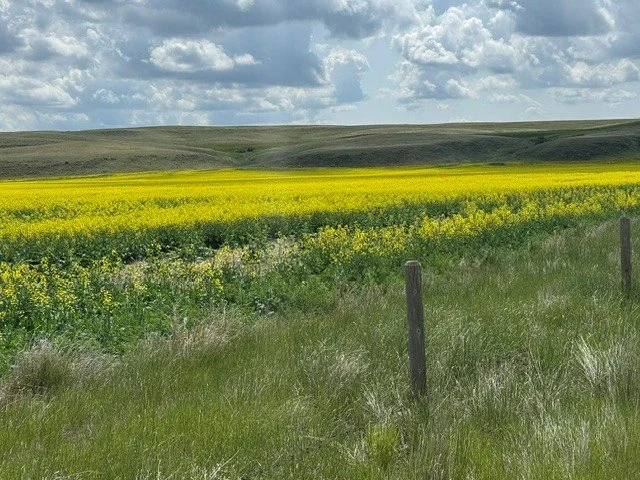Canola NitroEdge