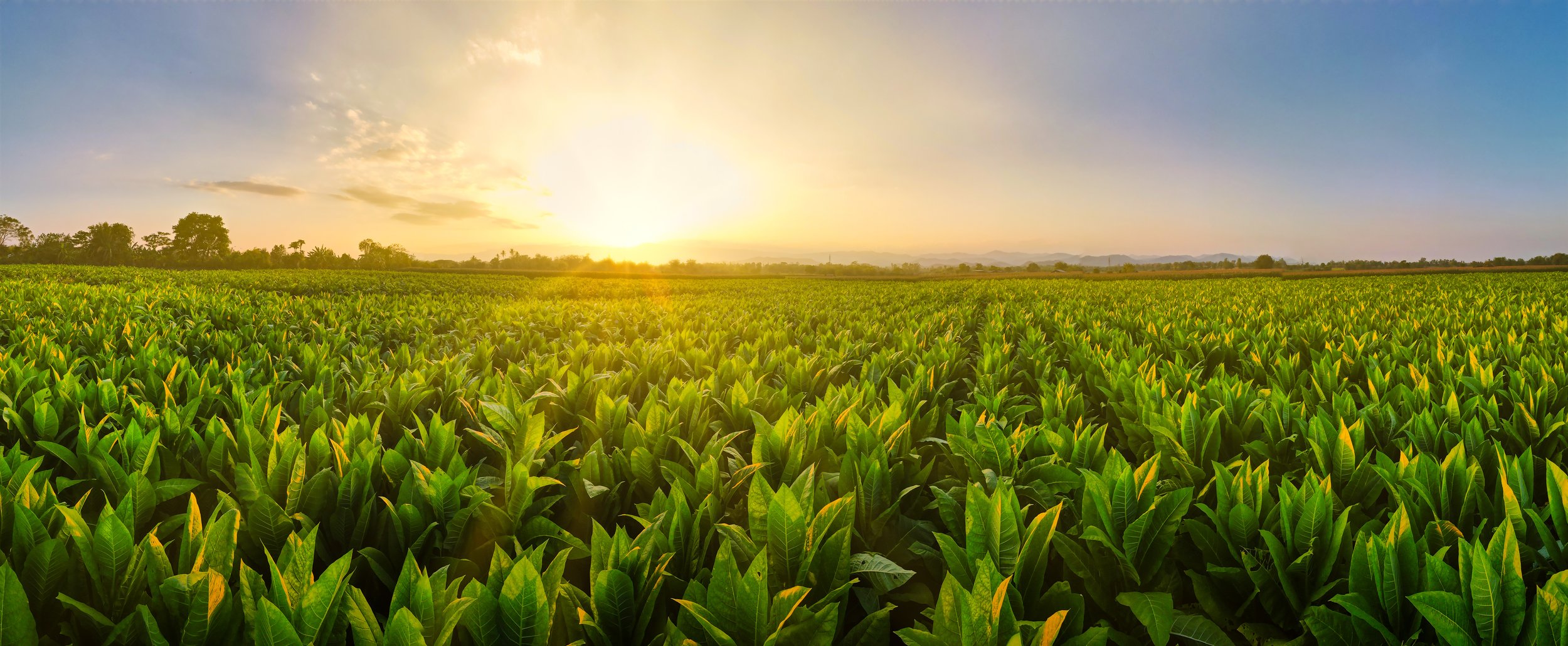 Green agricultural field at sunrise or sunset with a clear sky and some trees in the background.