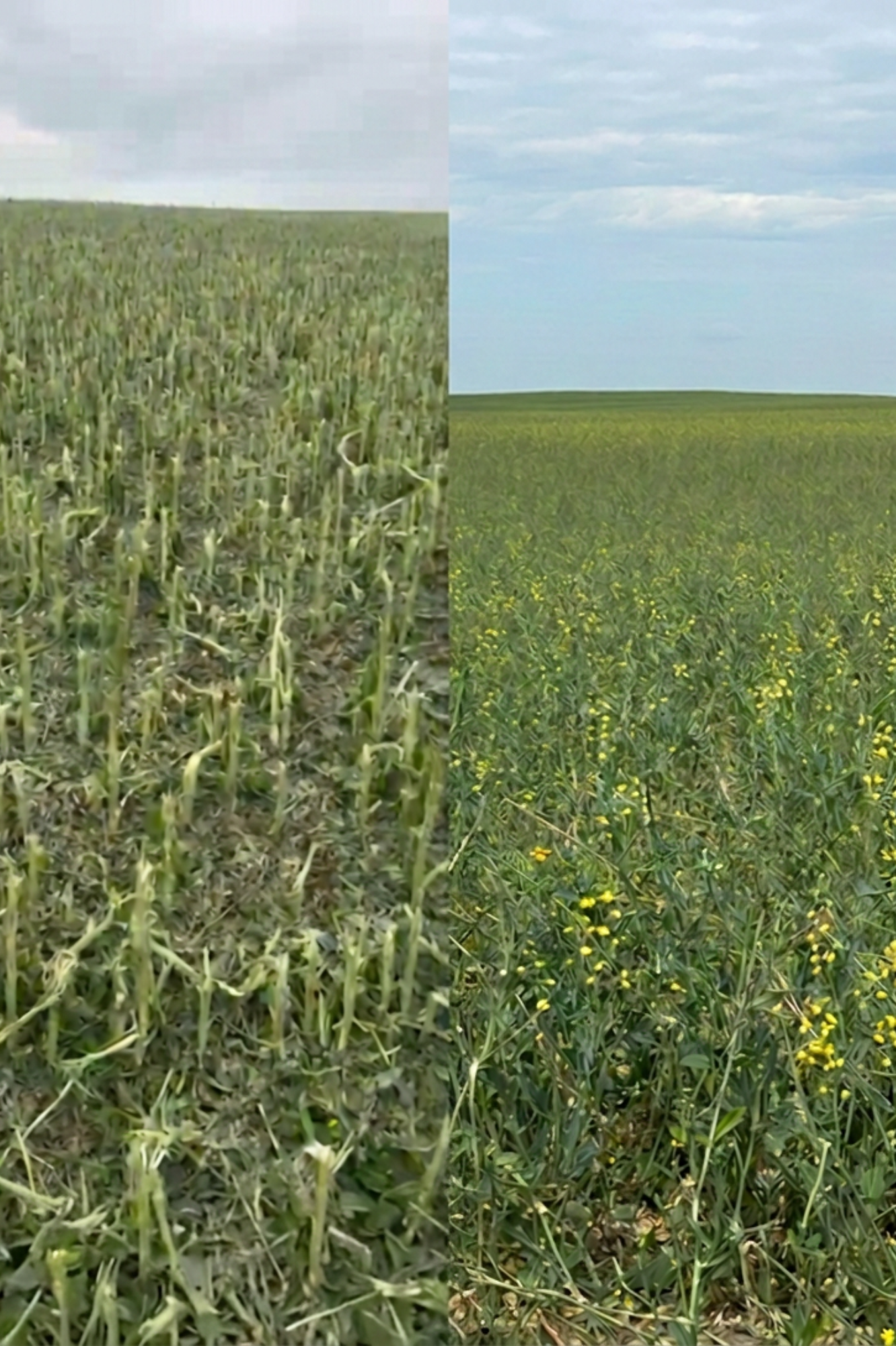 Canola post hail and the other pic post crop post FieldEdge applied via airplane at 1L/acre around one week later