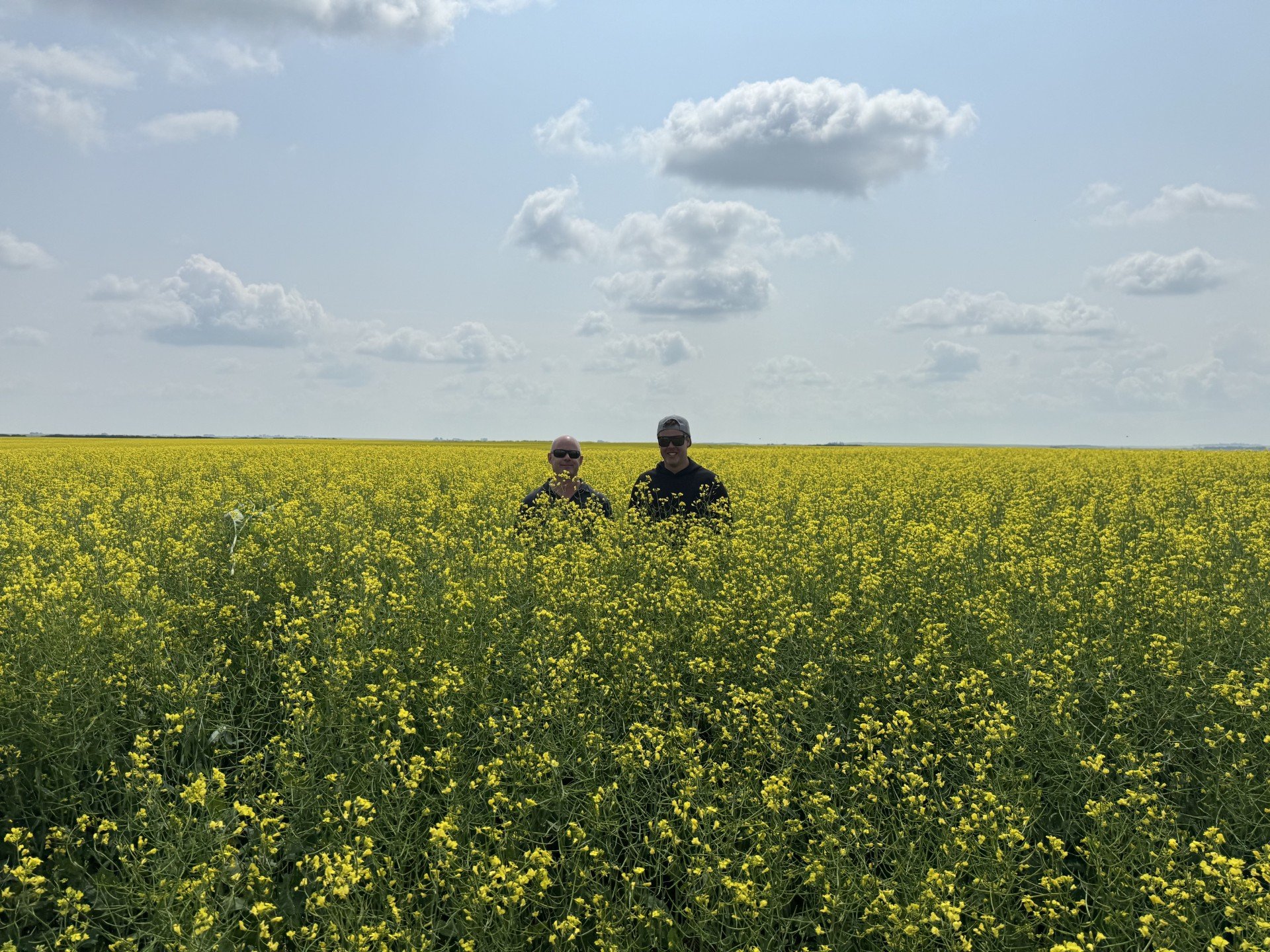 Canola, Unity Sask area, SeedShield and two applications of FieldEdge