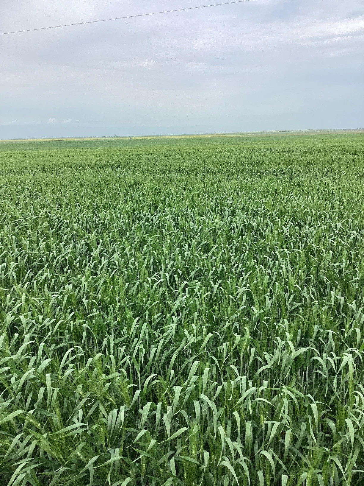 FieldEdge 0.5 Liter per acre