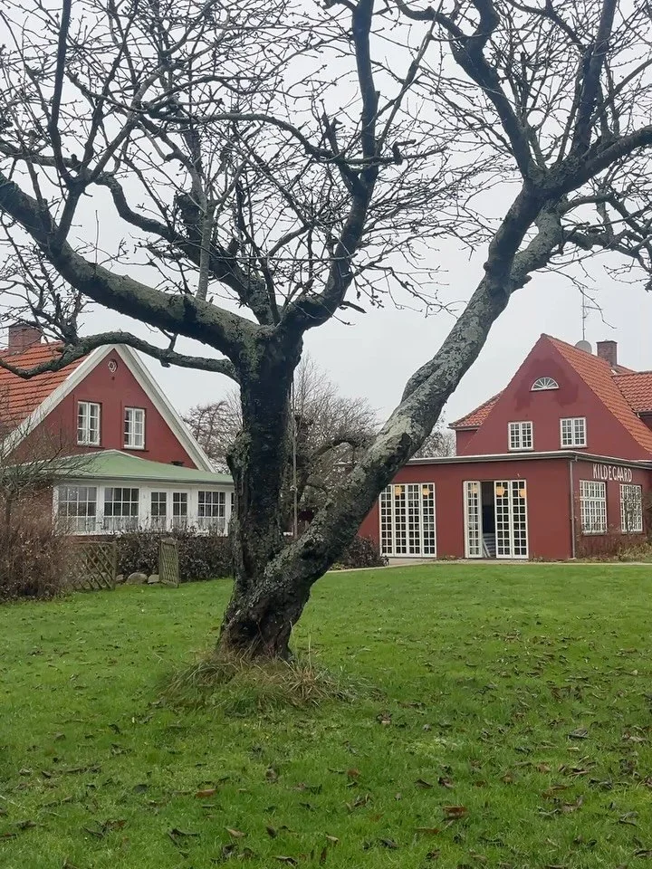 S&aring; er der godt nok gang i den hos os ✨
B&aring;de ude og inde sker der forandringer, og vi elsker energien i det.

To tr&aelig;er i jorden, nye planer i luften&hellip; og masser af hygge undervejs 🪴💕