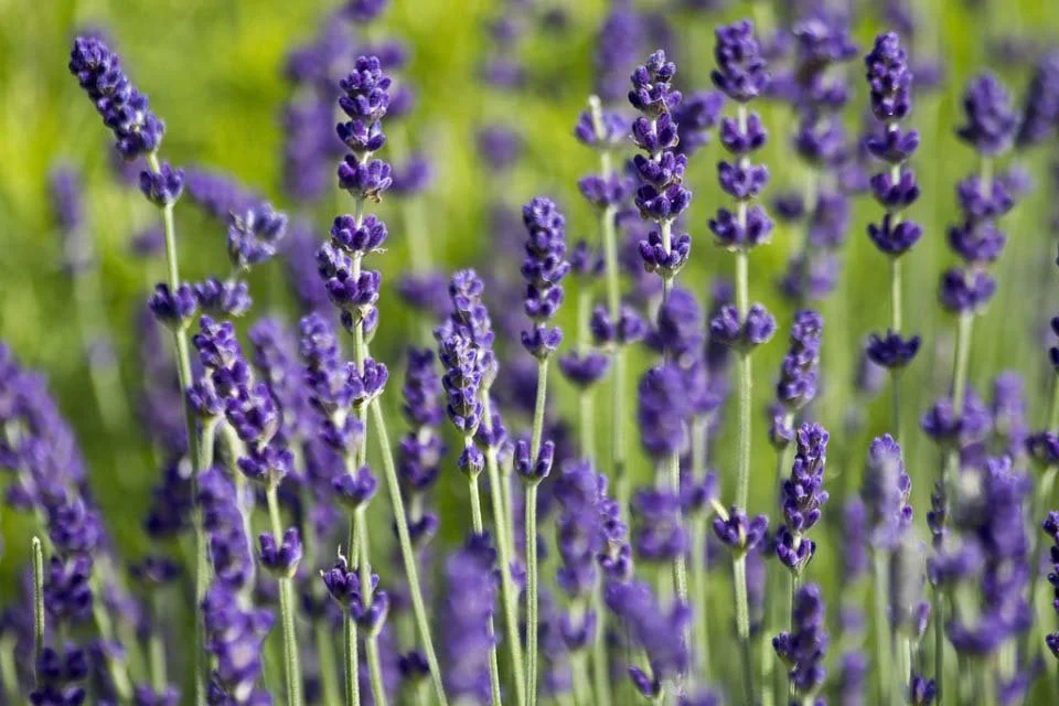 Plants for Health & Healing