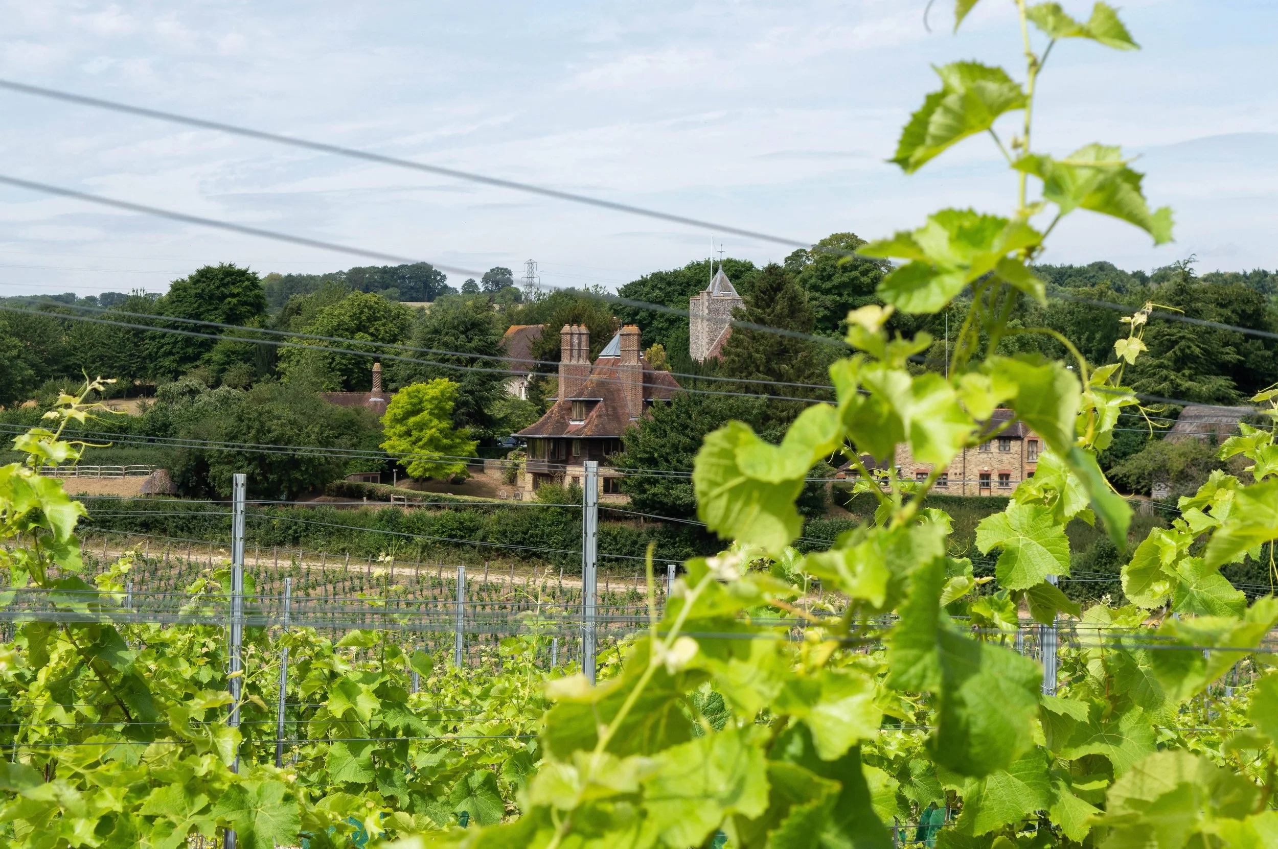Vine and Meadow Walk - Silverhand Estate