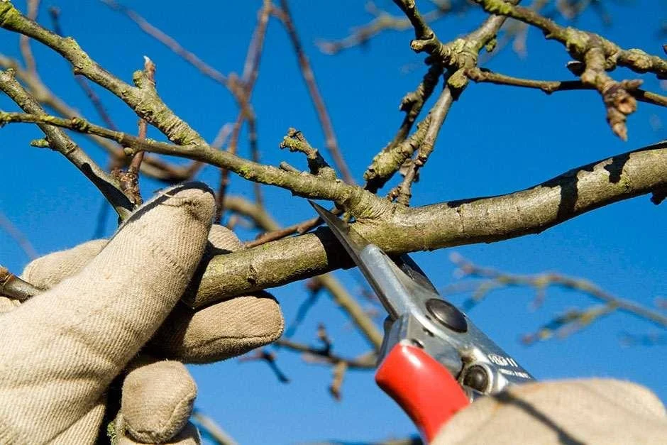 Pruning, the How, When and Why