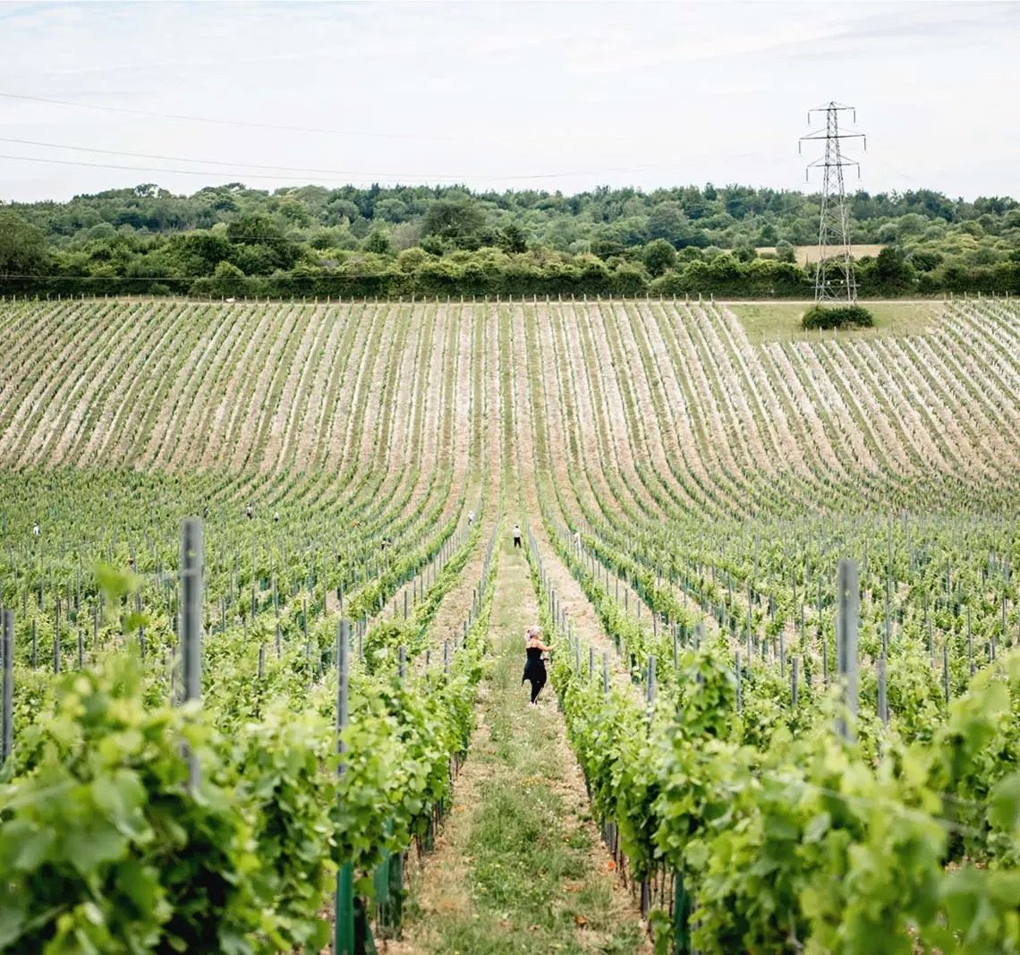 Vineyard Growing in Kent - Talk by James Hughes