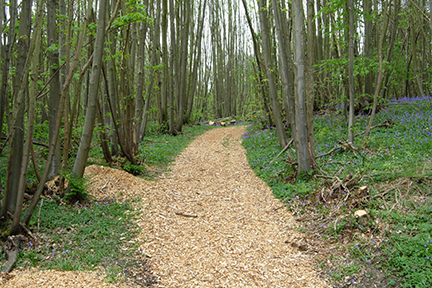 Wellness Walks with Heather Lawson from The Wild Becoming at Shorne Woods Country Park