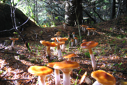 Secrets of the Forest Floor and Grasslands: Fungi Edition