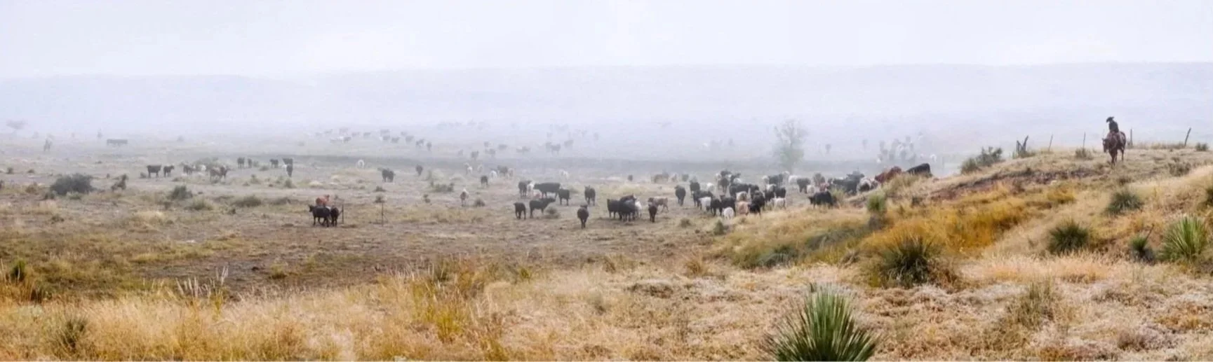 Fletcher_cattle_drivePANOfor%252Bcommerce.jpg