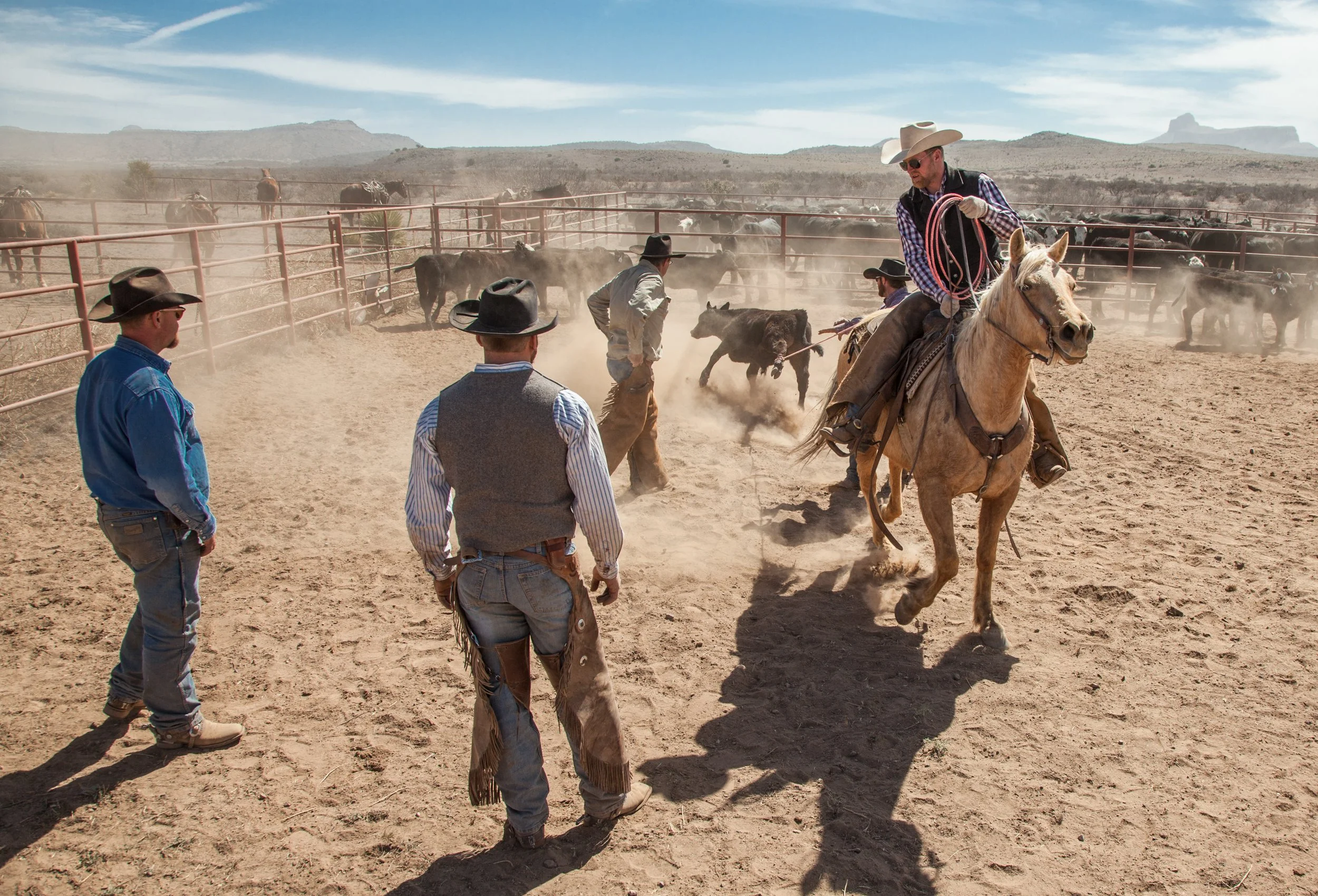 Cowboys roping calves in the holding pens