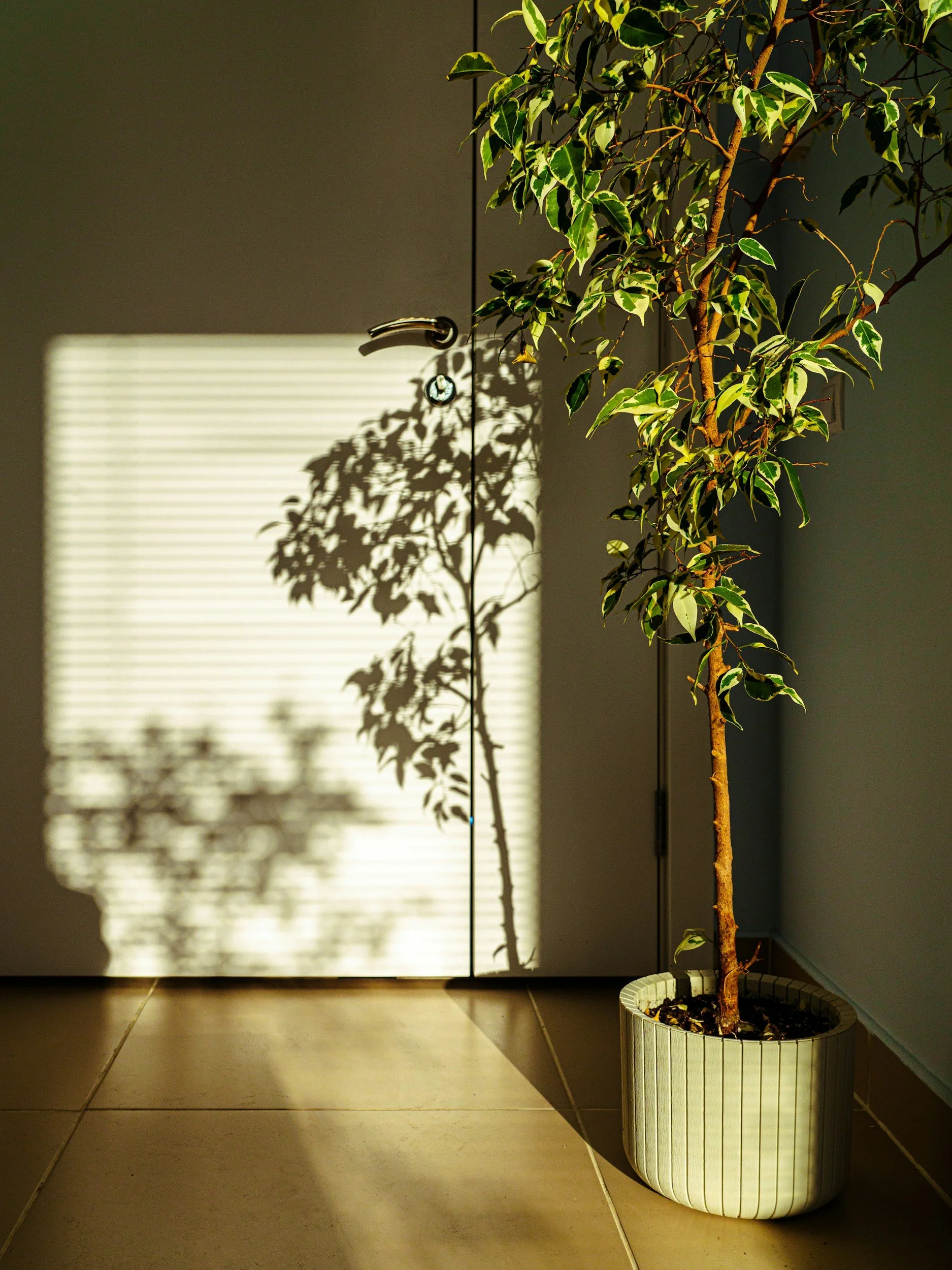 Indoor plant symbolizing growth and mental flexibility in ACT therapy for anxiety and OCD in Bergen County, New Jersey.
