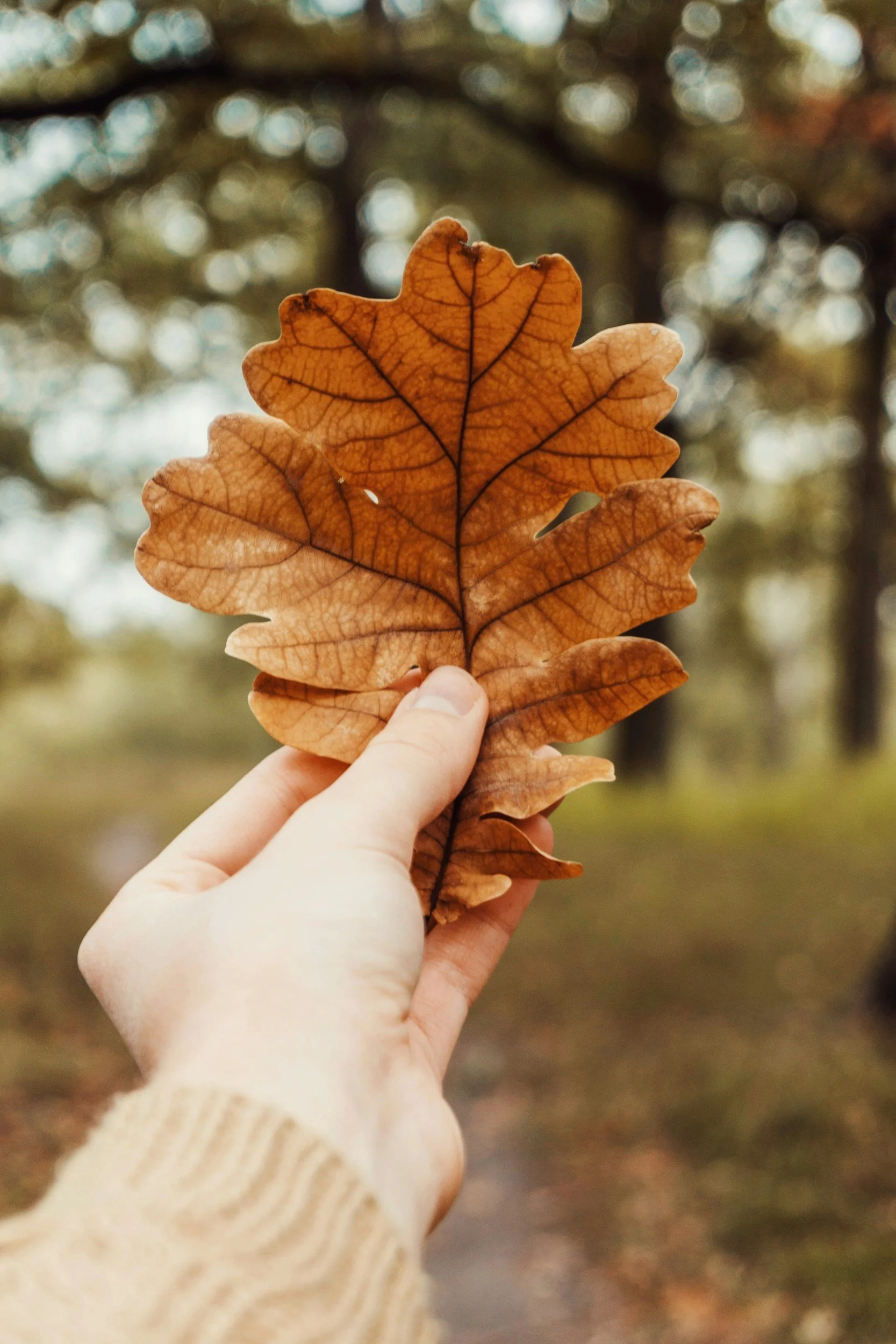 Hand gently holding a green leaf, symbolizing calm, grounding, and anxiety therapy in North Jersey