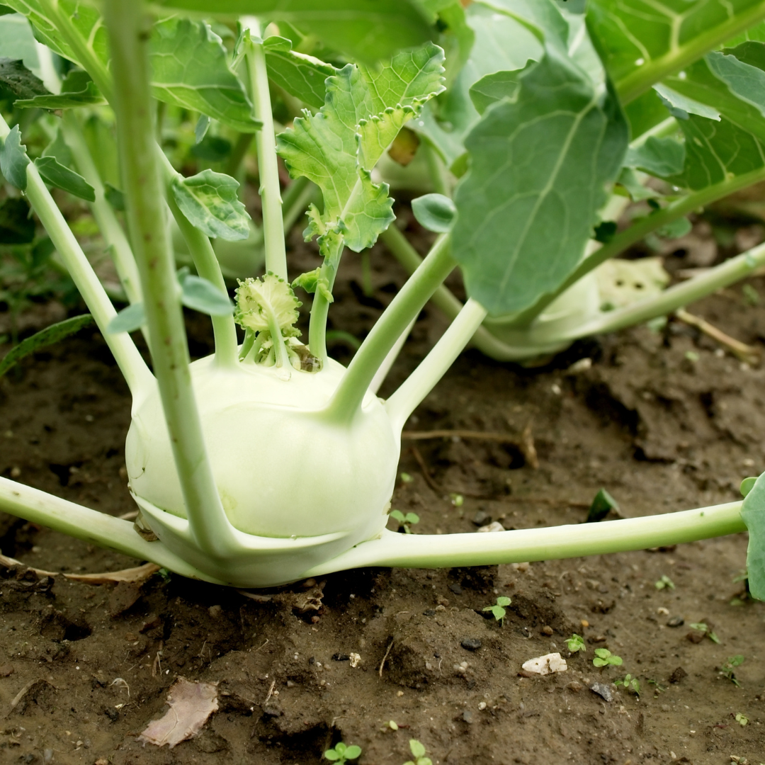 Green Kohlrabi (1).png