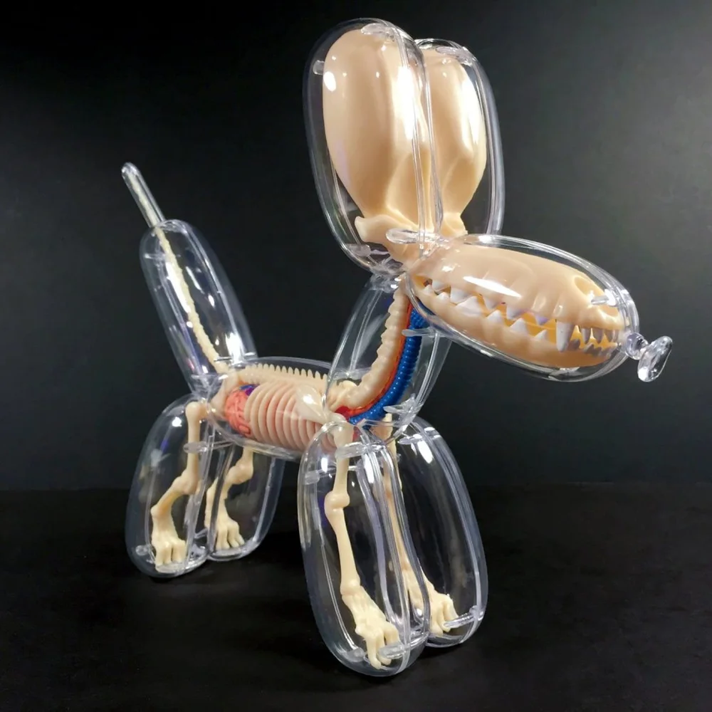4D MASTER BALLOON dog transparent Jason Freeny Anatomie EUR 99,00 - FR
