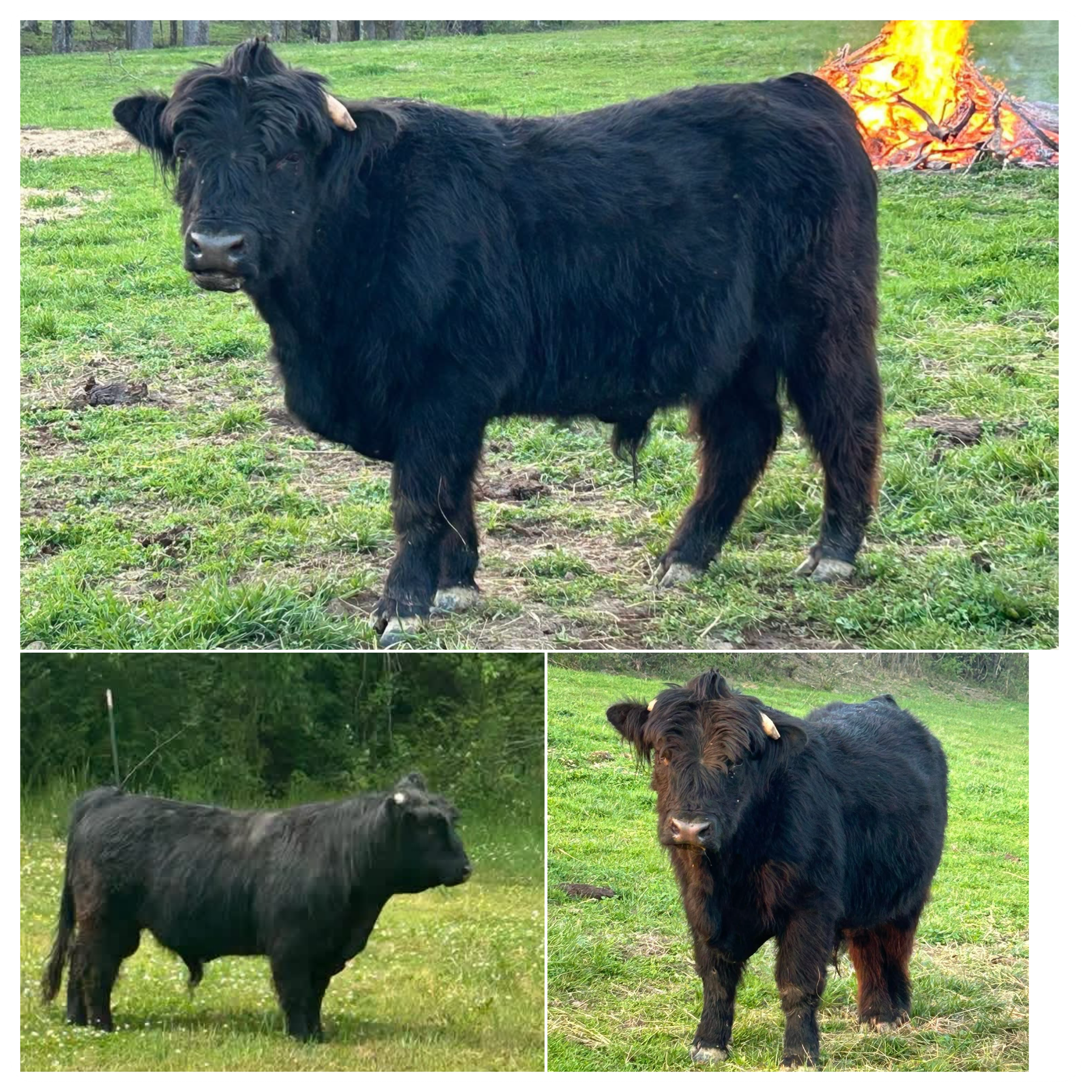 Three brown Highland cattle in a grassy field, with a fence in the background. One cow is seen close up in the top image, and all three are visible in the bottom images, grazing and standing outdoors.