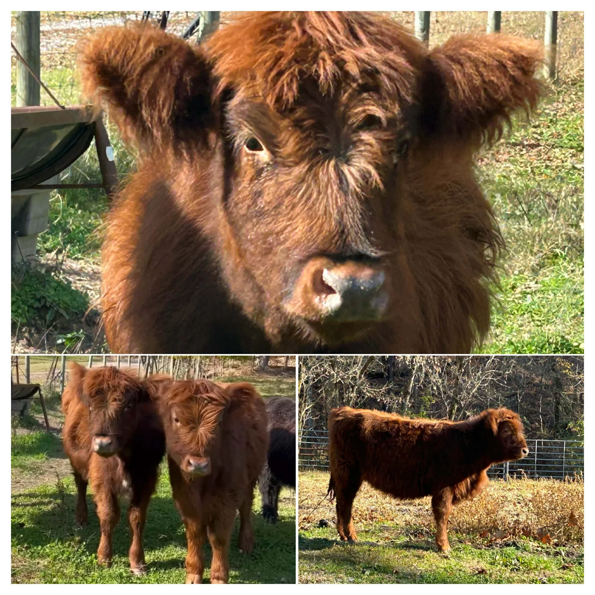 Three brown Highland cattle in a grassy outdoor pen with fencing, close-up and side view.