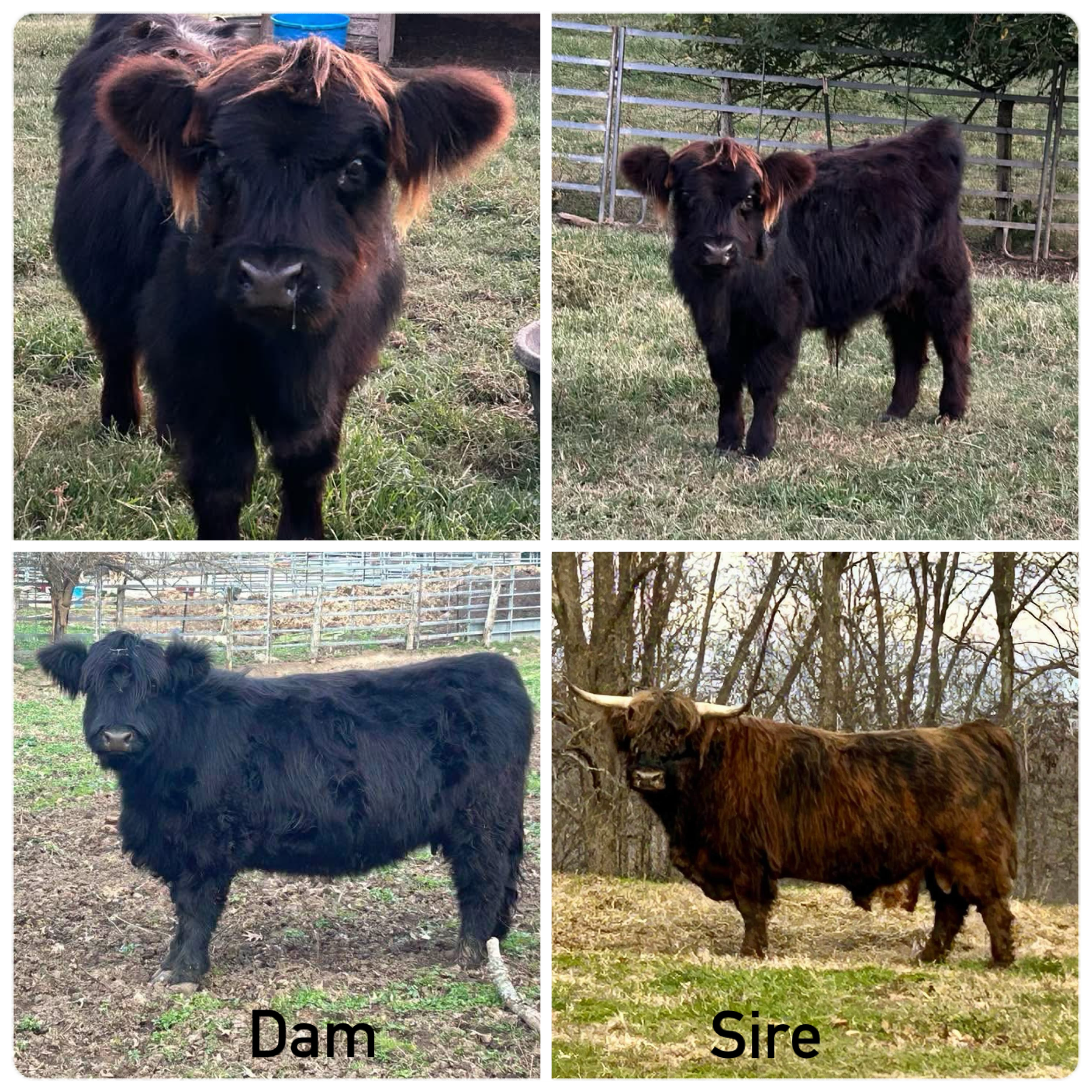 Three photos of a young Highland cow with black and white fur standing outdoors in a wooded area.