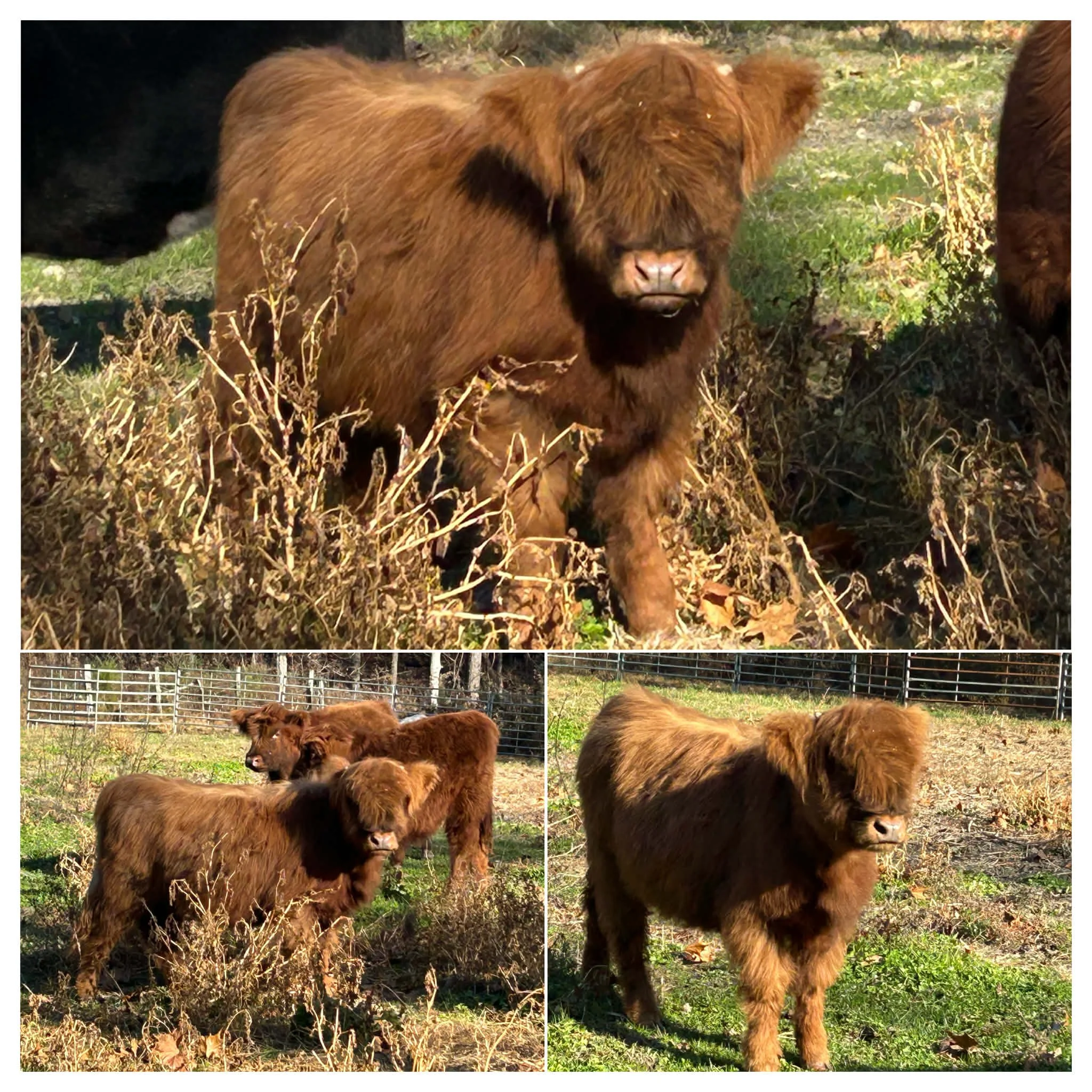 Three brown Highland cattle in a grassy field, with a fence in the background. One cow is seen close up in the top image, and all three are visible in the bottom images, grazing and standing outdoors.