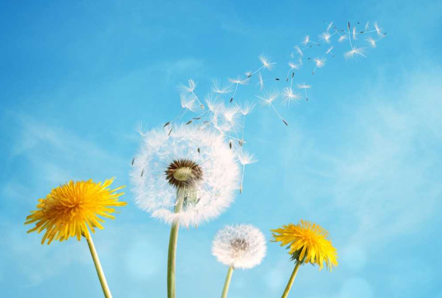 The Principle of Transformation