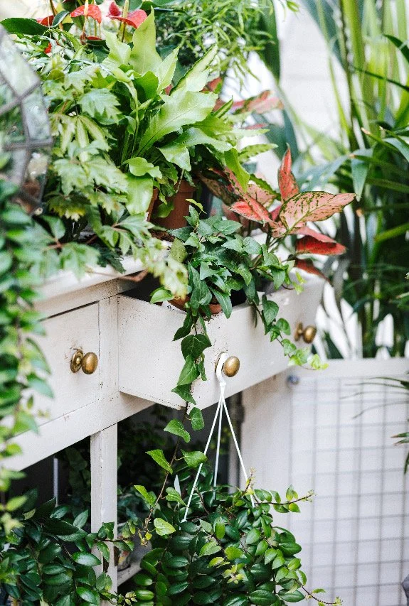PLANT LIFE