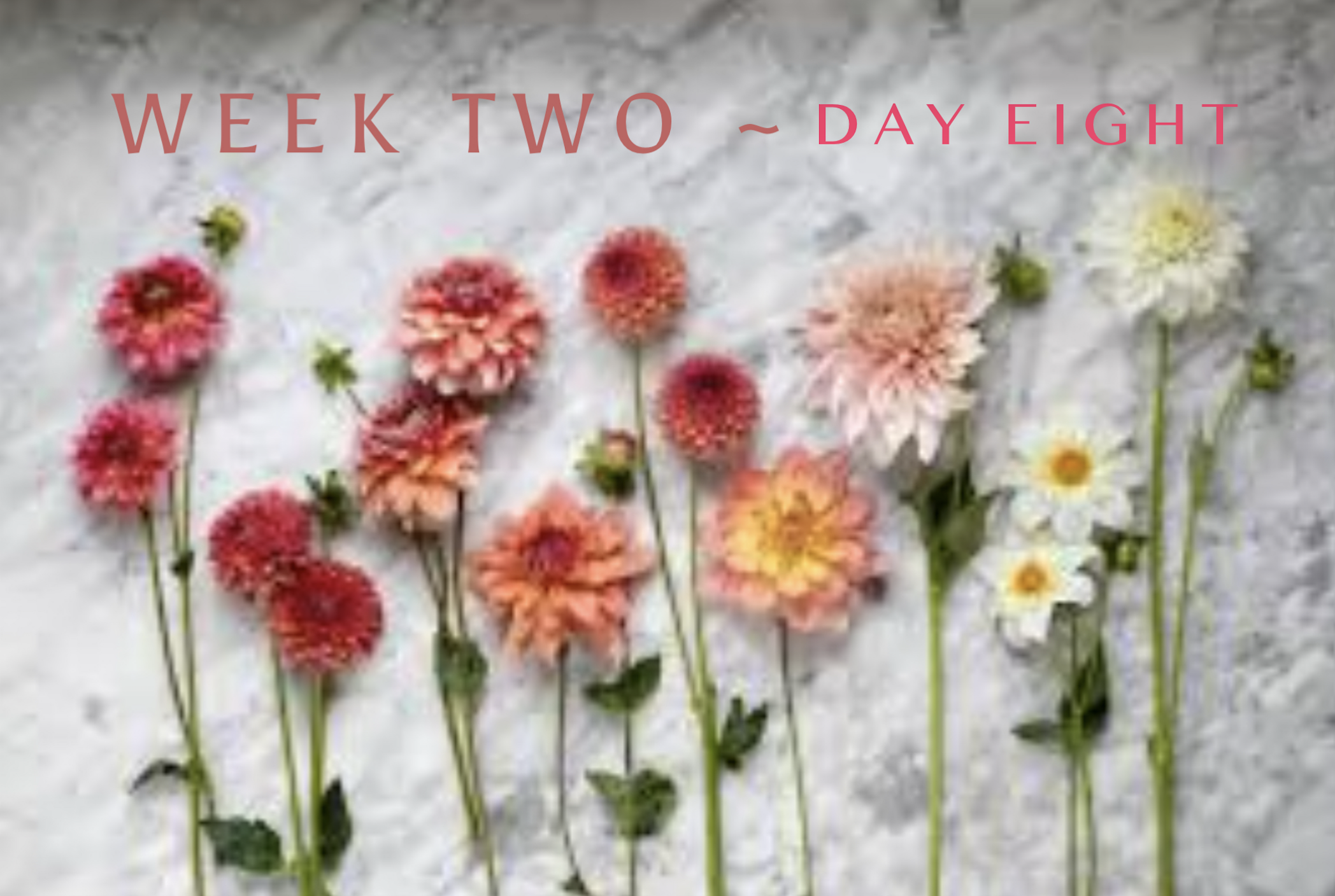Monday ~ Week 2