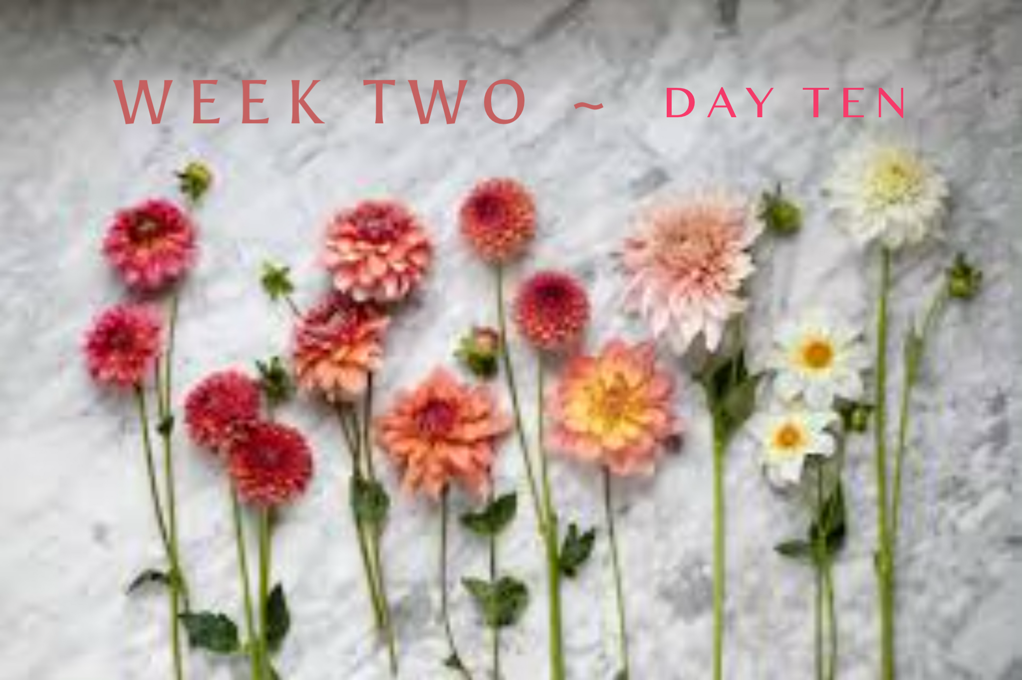 Wednesday ~ Week 2