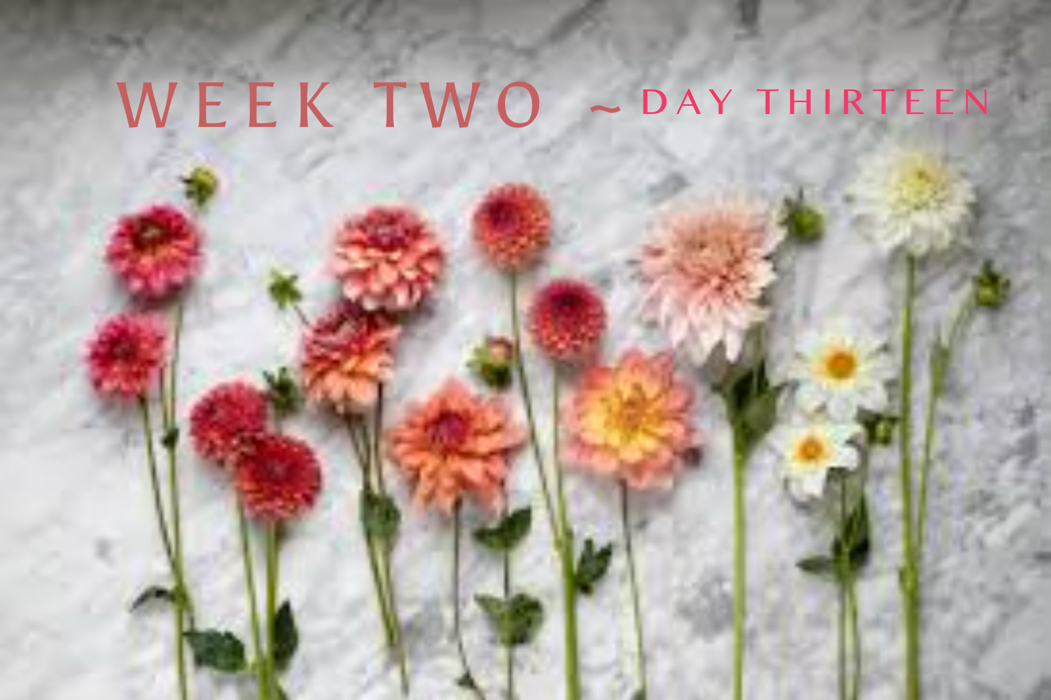 Saturday ~ Week 2