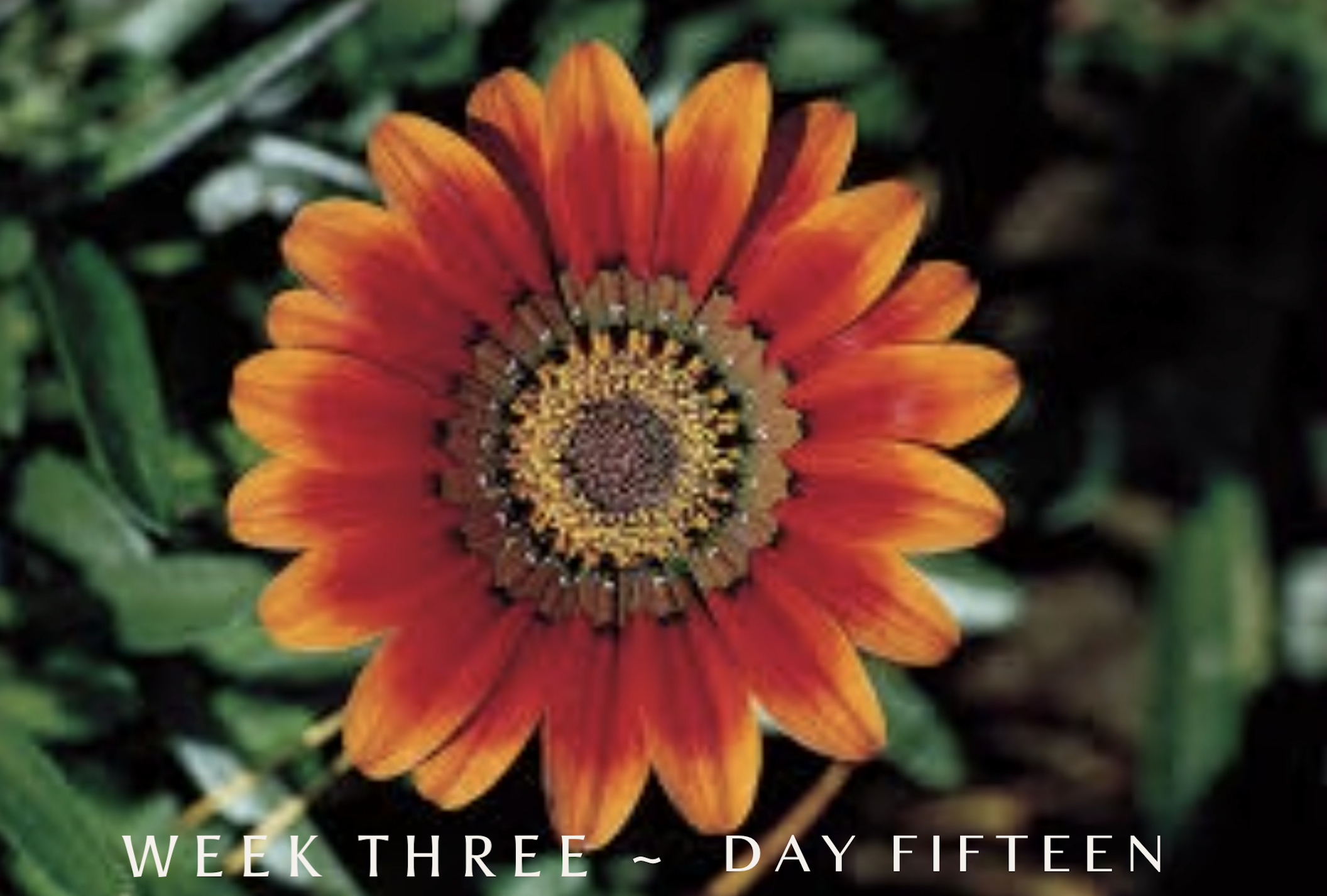 Monday ~ Week 3