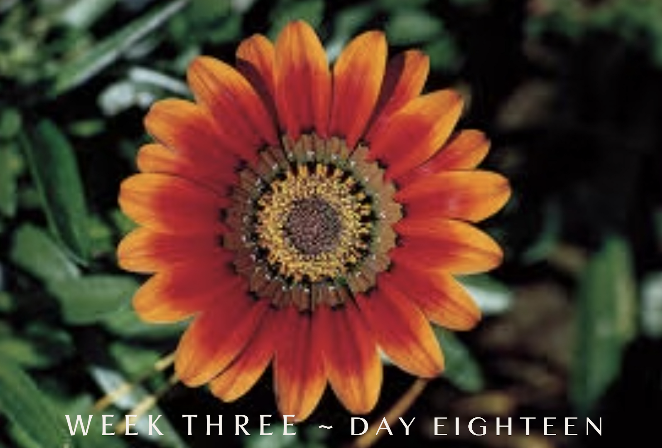 Thursday ~ Week 3