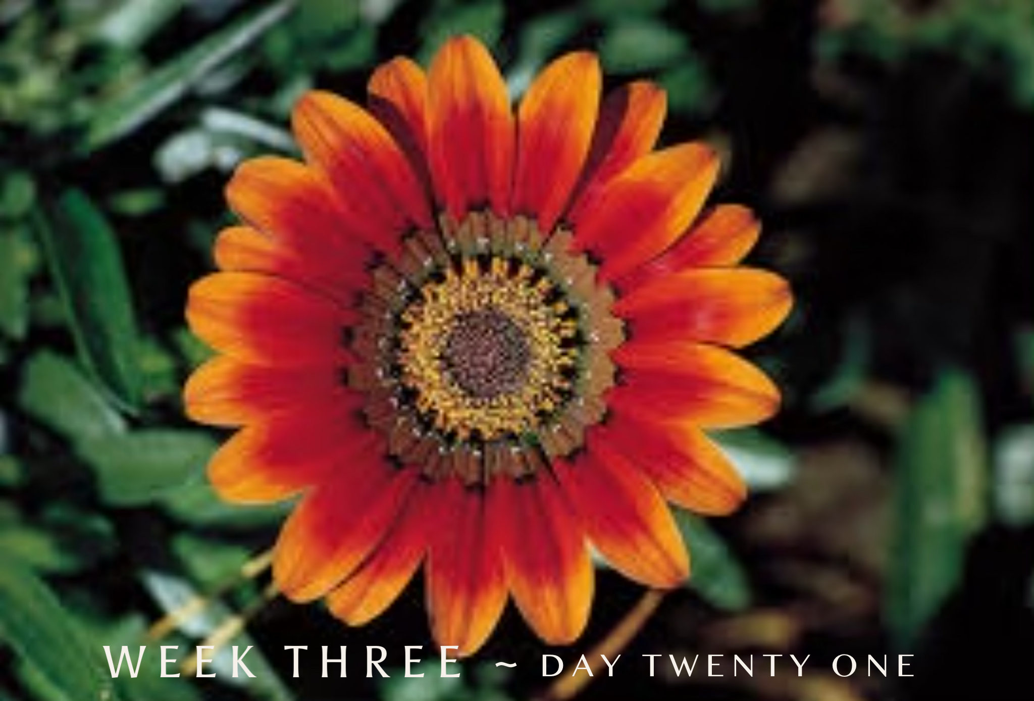 Sunday ~ Week 3