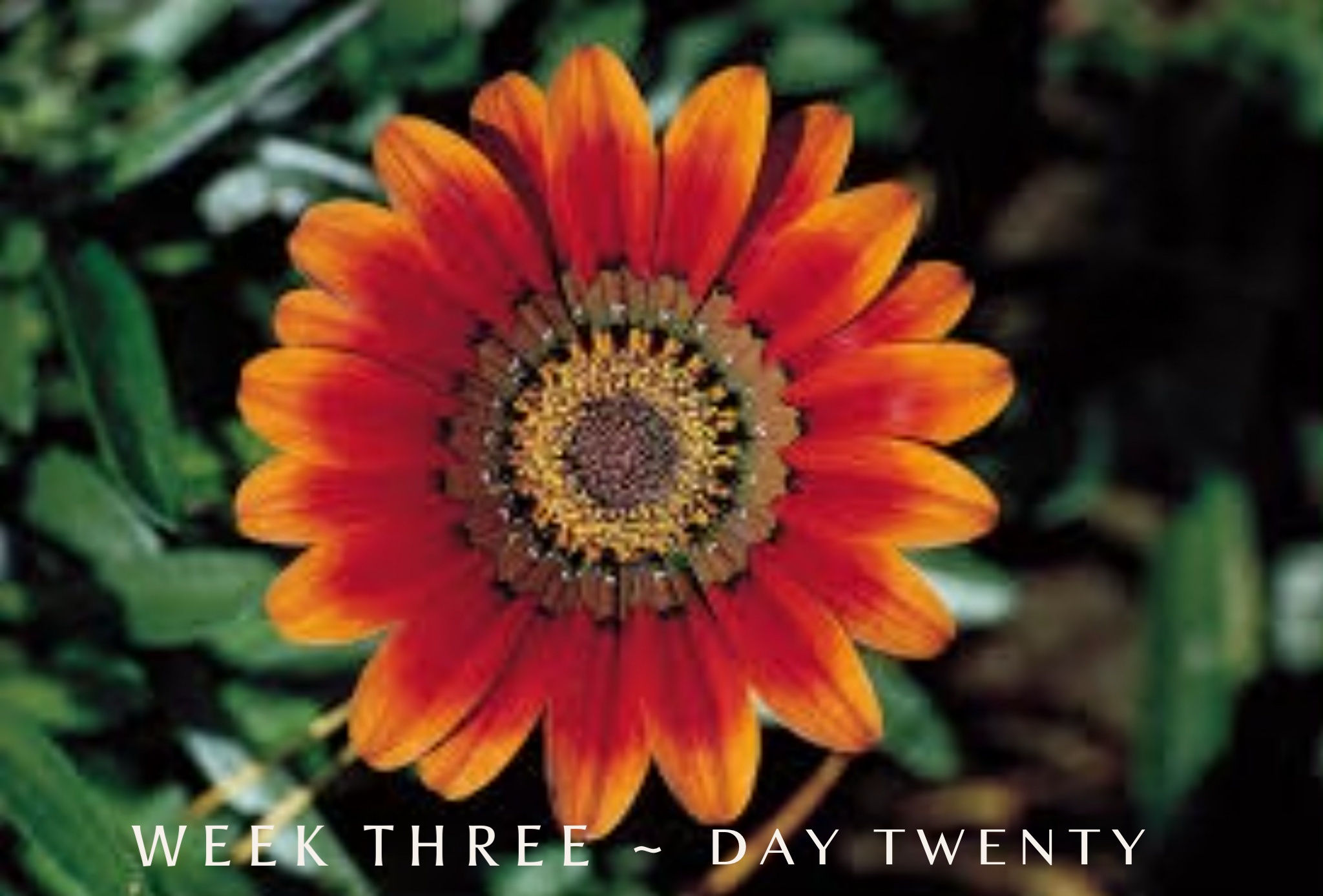 Saturday ~ Week 3