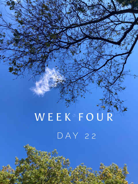 Week 4, Day 22