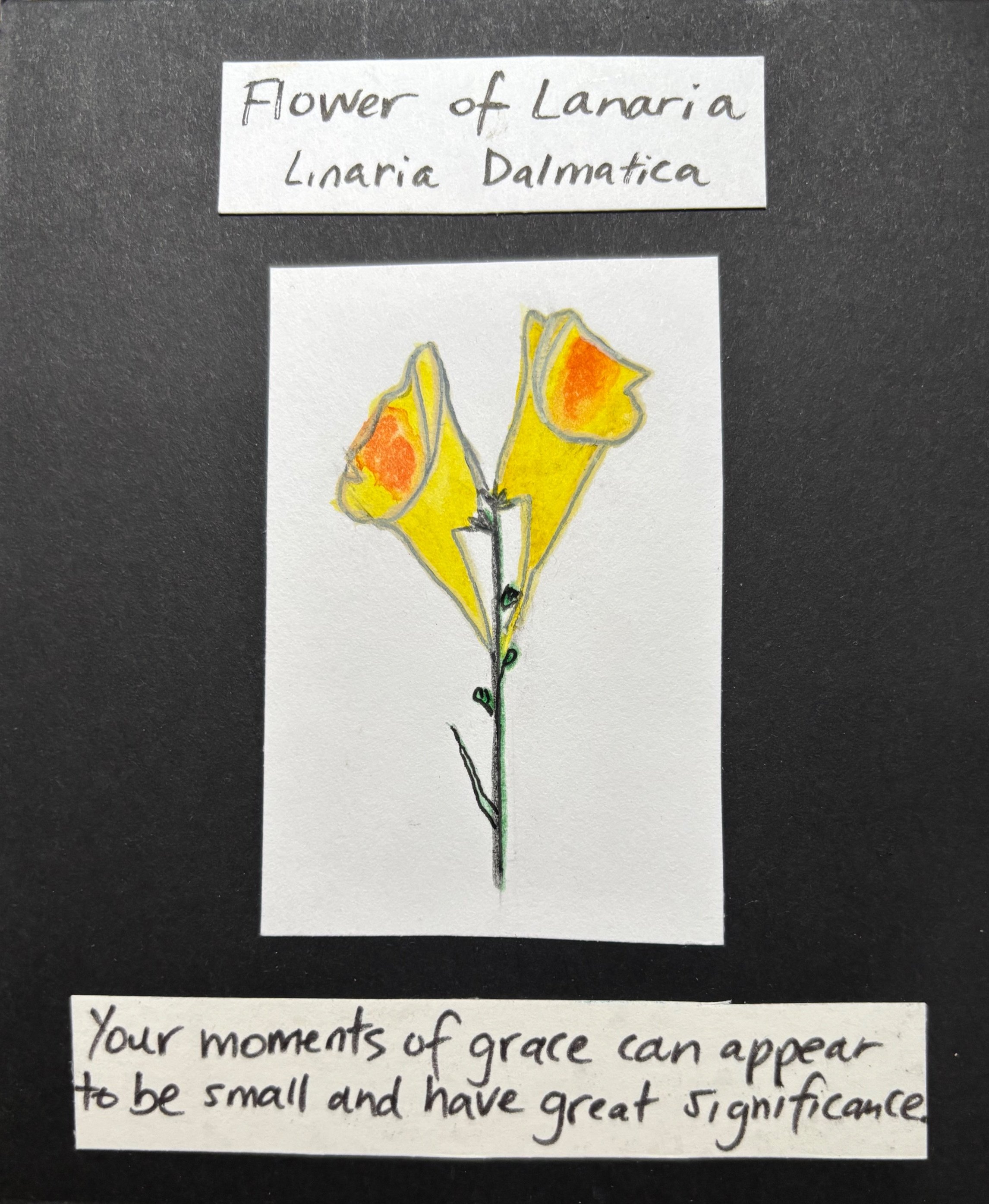 Flower of Canaria (Linaria Dalmatica)