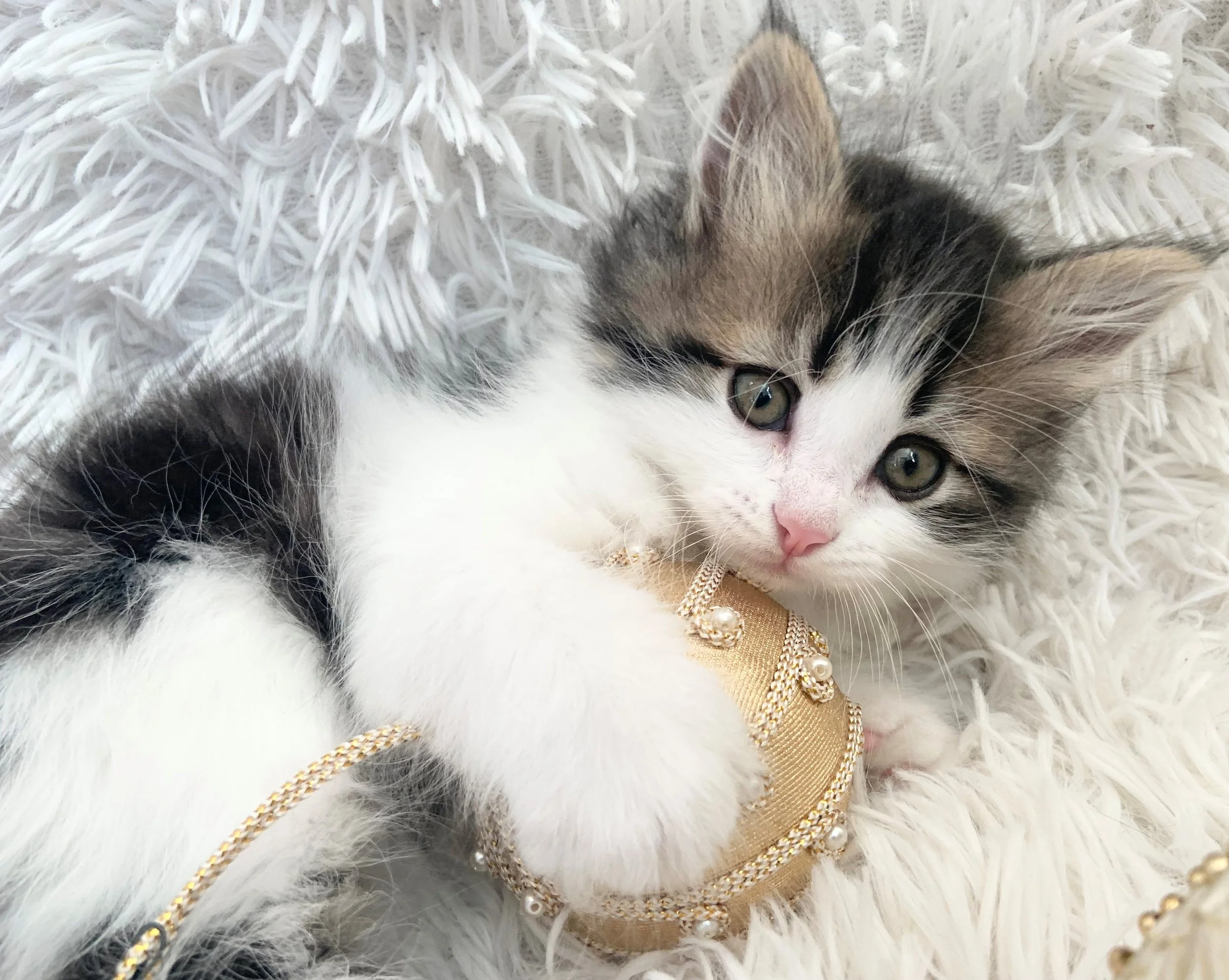 Available kittens and past litters — Wheat State Siberian Cattery