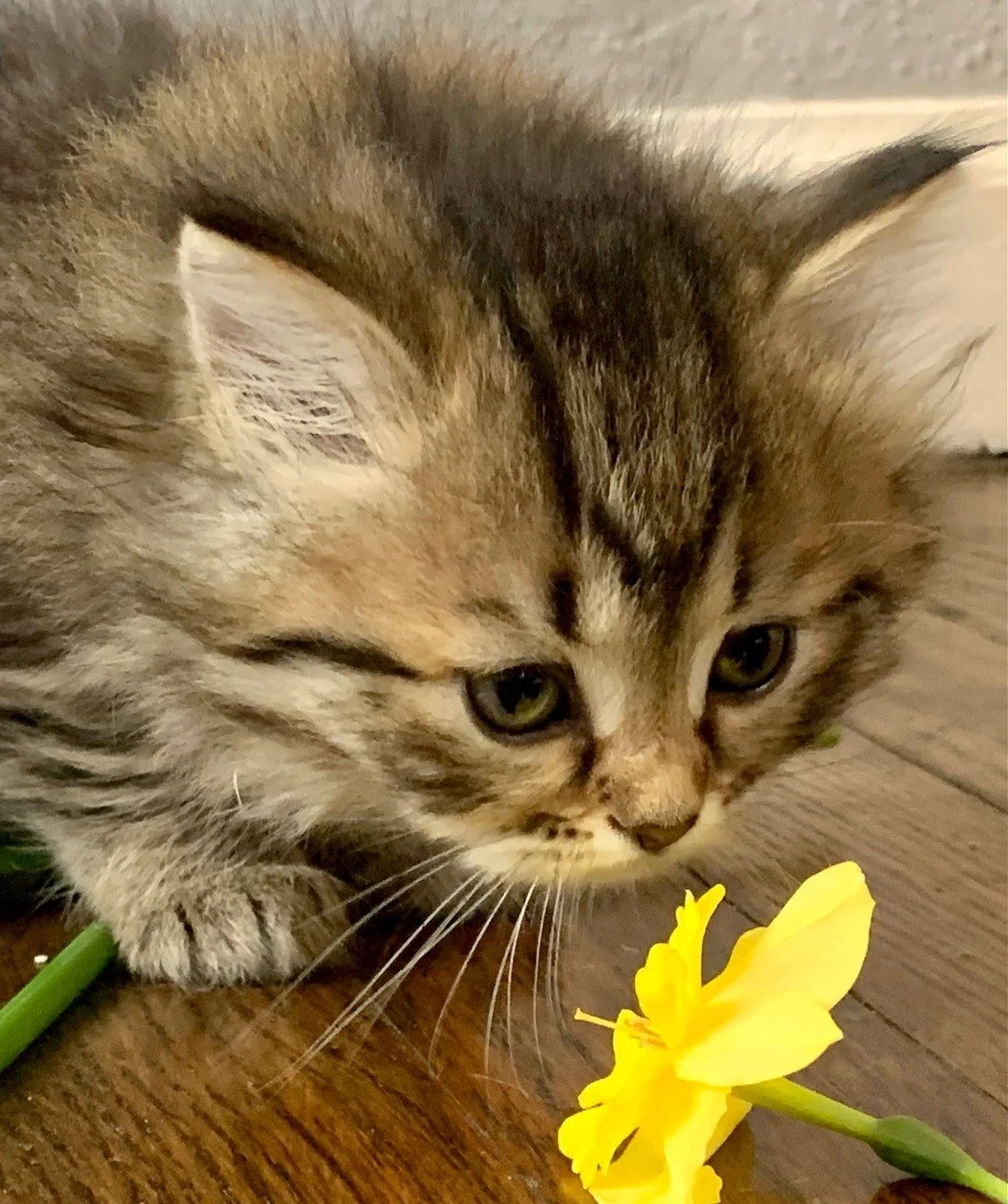 Available kittens and past litters — Wheat State Siberian Cattery