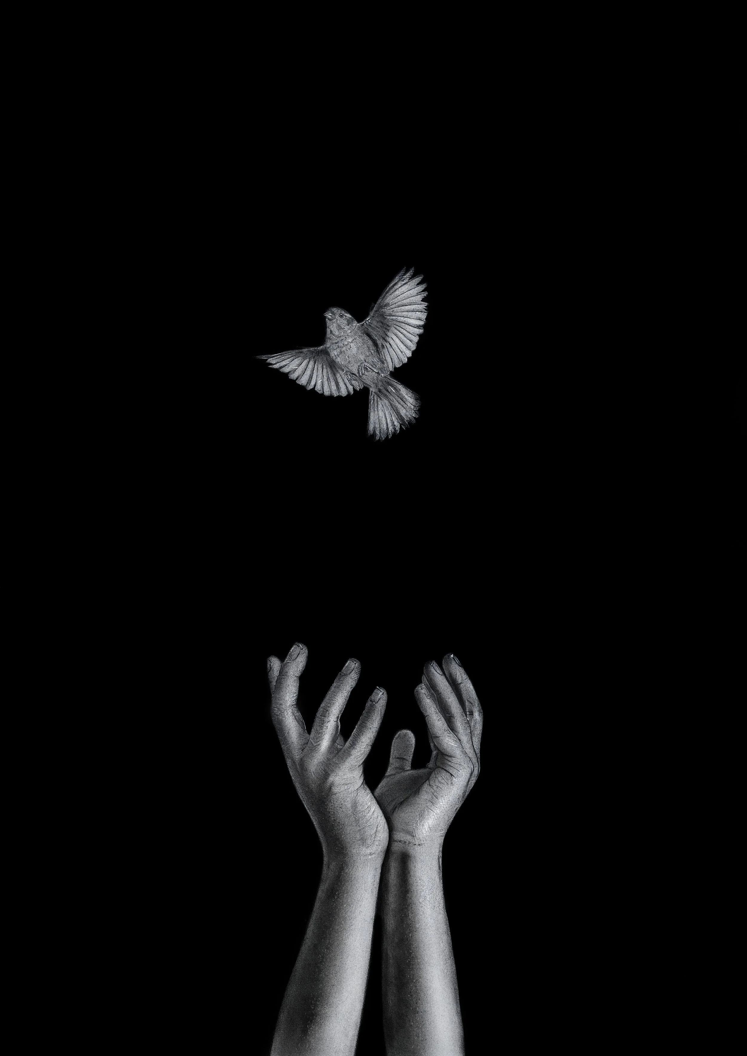 free bird.jpg