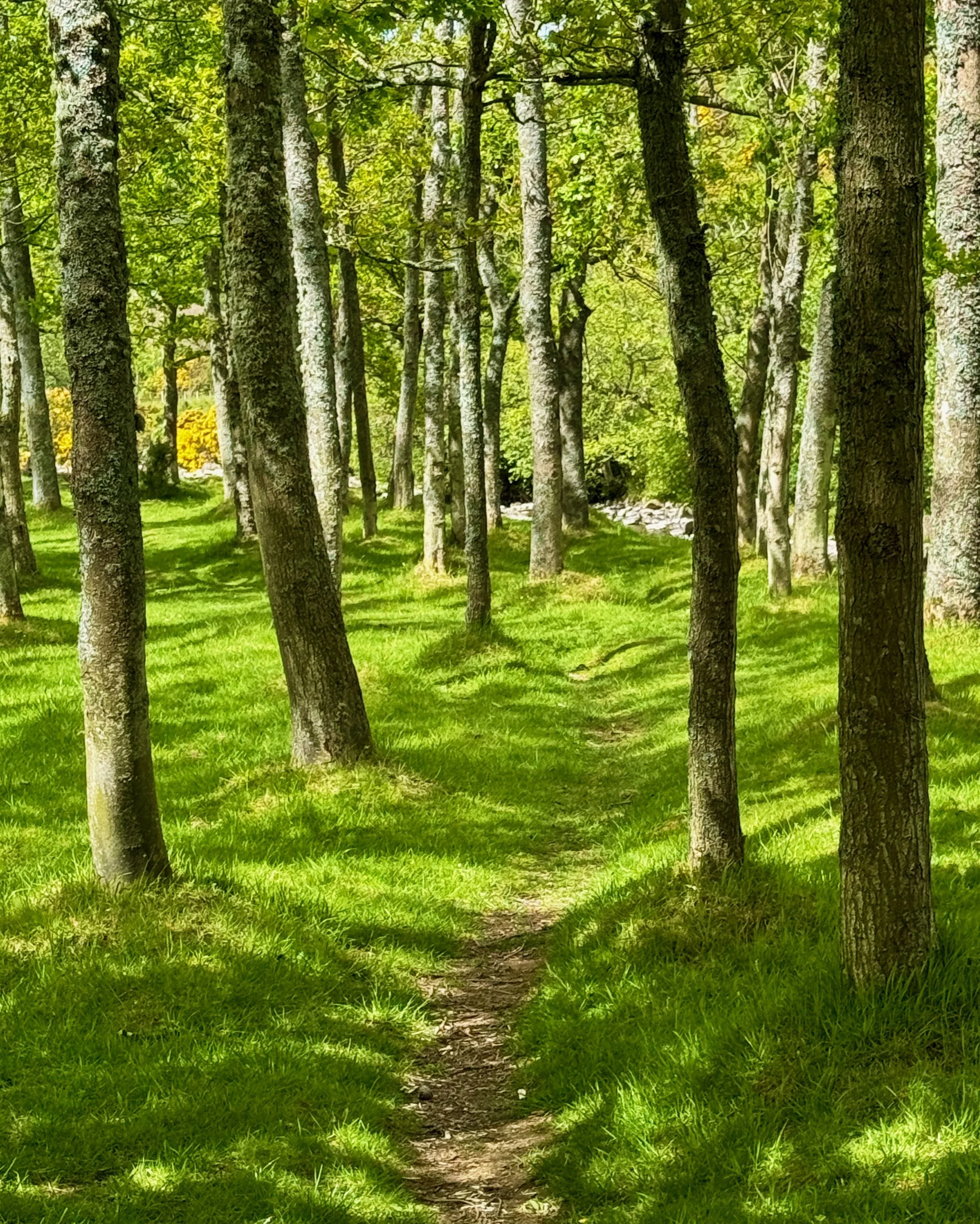 Path through woodland, a natural memorial for loved ones