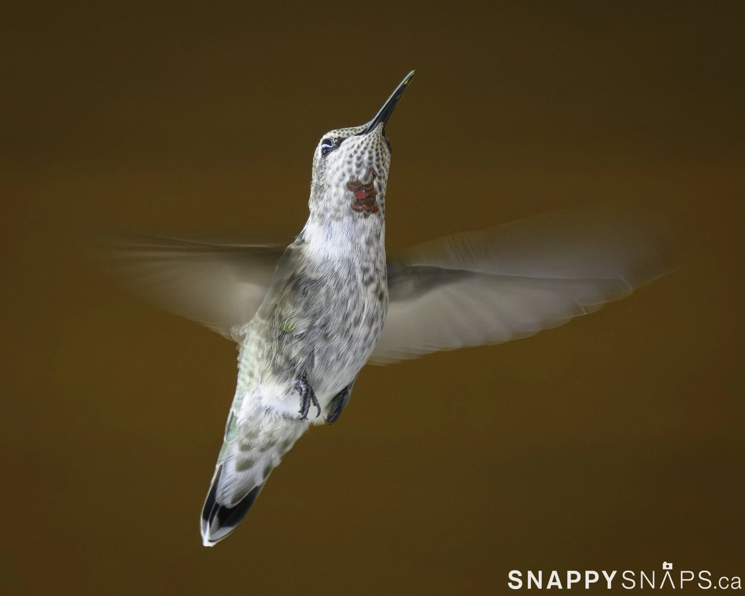 More Ruby-Throated Hummingbirds