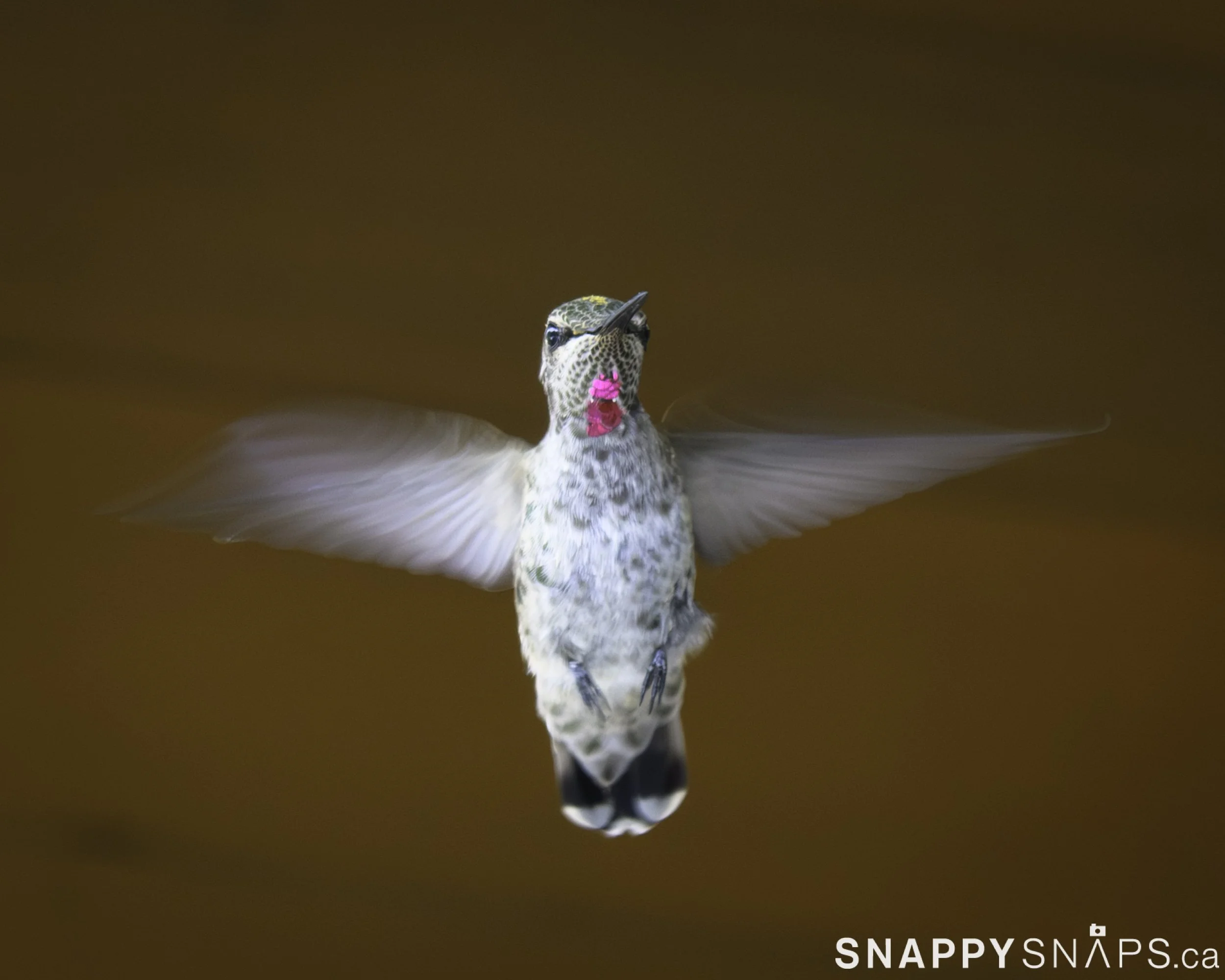 Even More Ruby-Throated Hummingbirds