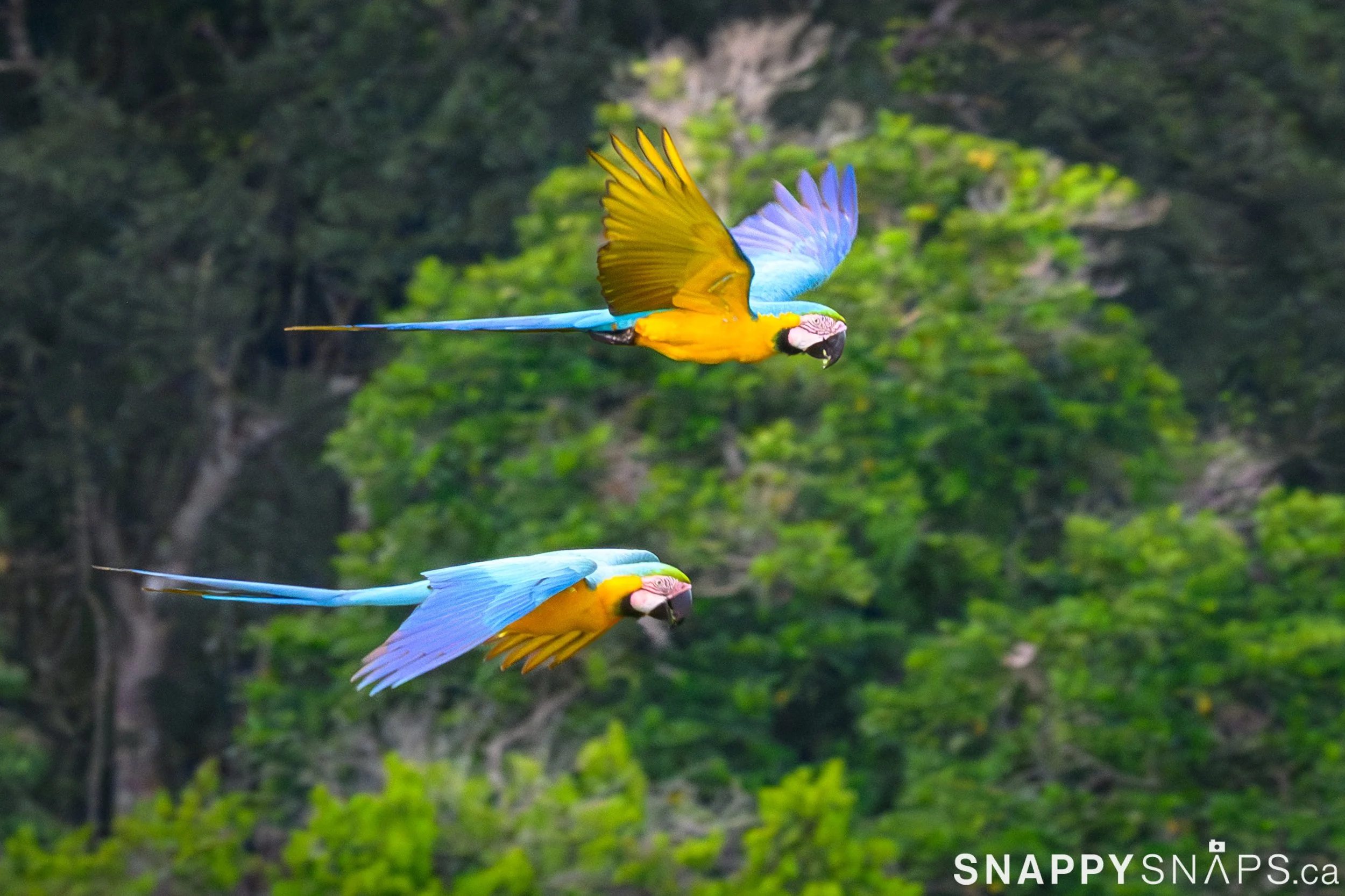 Yasuni National Park