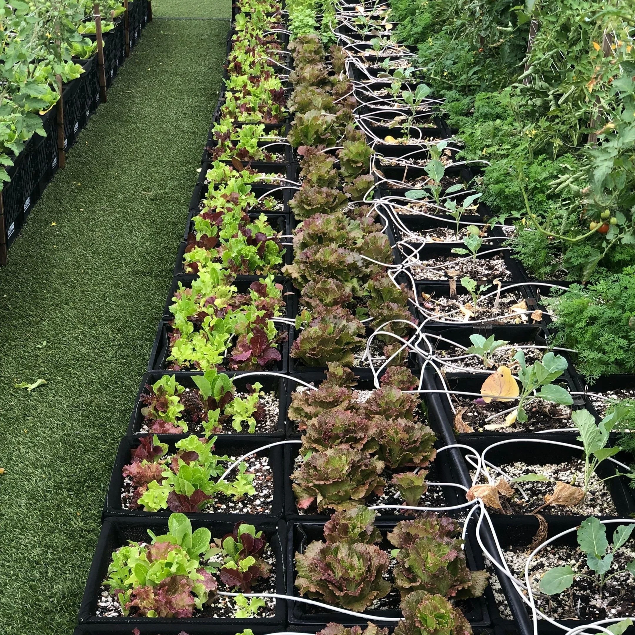 Milk crates - Boston Medical Center.jpg