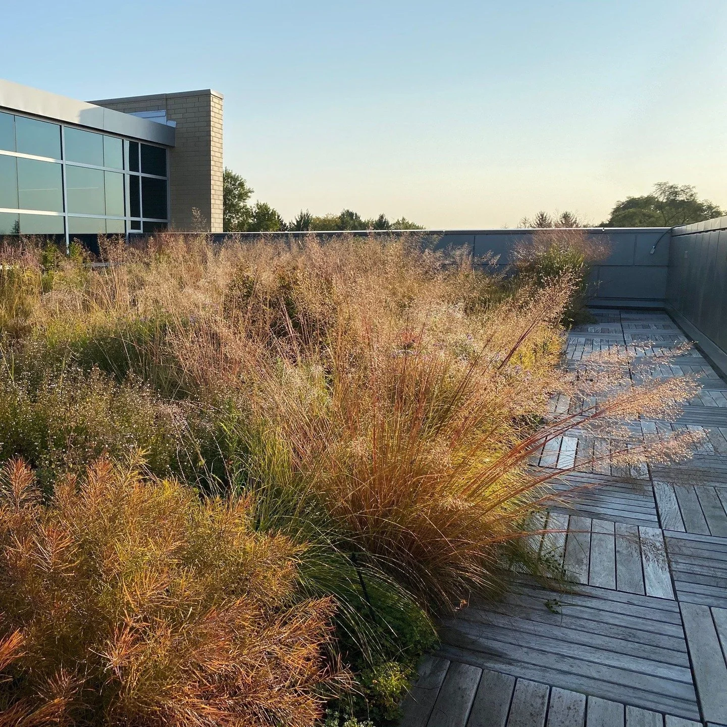 No biodiverse #greeninfrastructure project is complete without grasses, preferably big ones that can provide good cover for wildlife, intercept pollutants, and capture #stormwater. Many #poaceae species shine in autumn, with foliage that that ranges