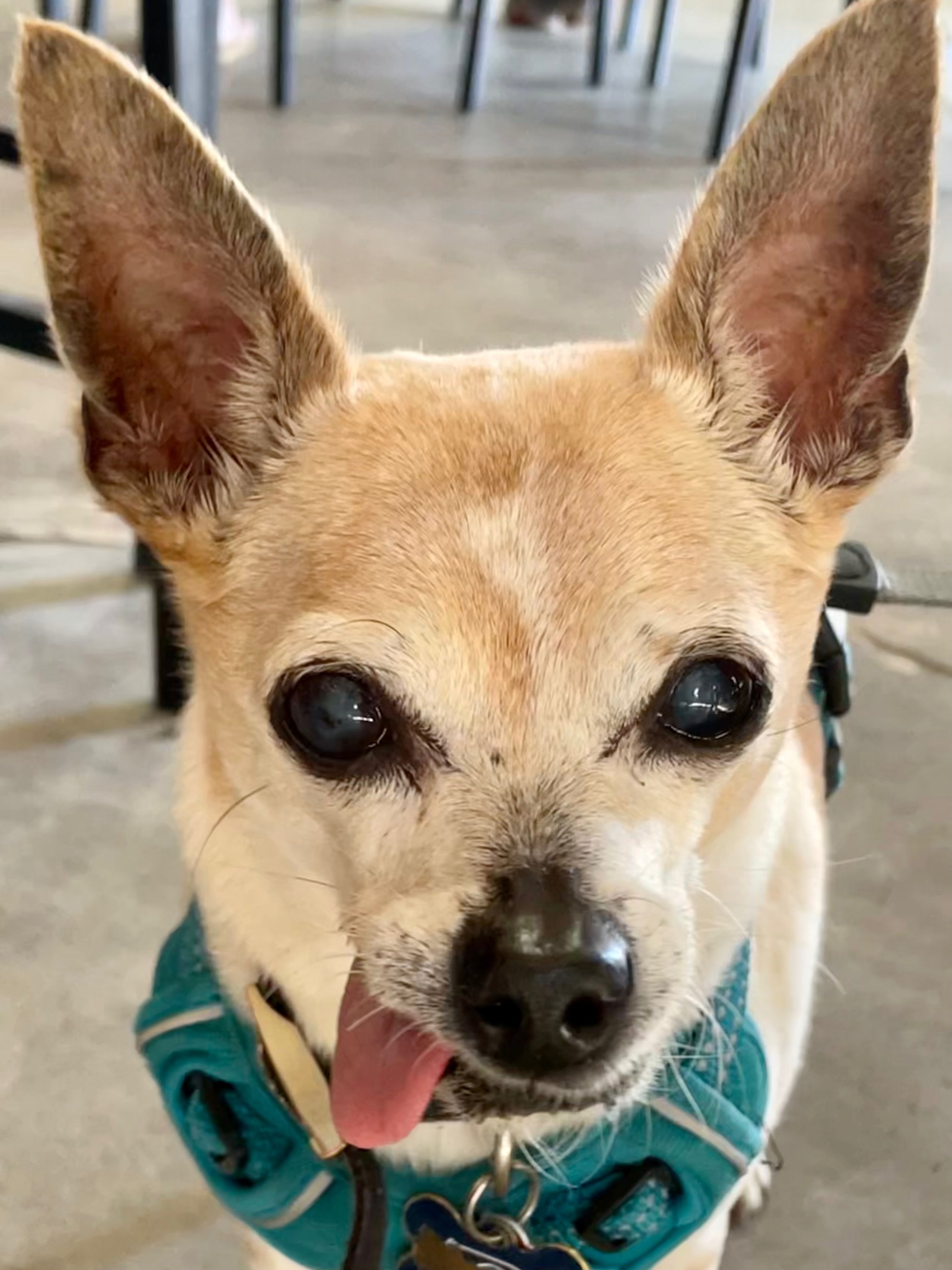 Louie, my canine office mate