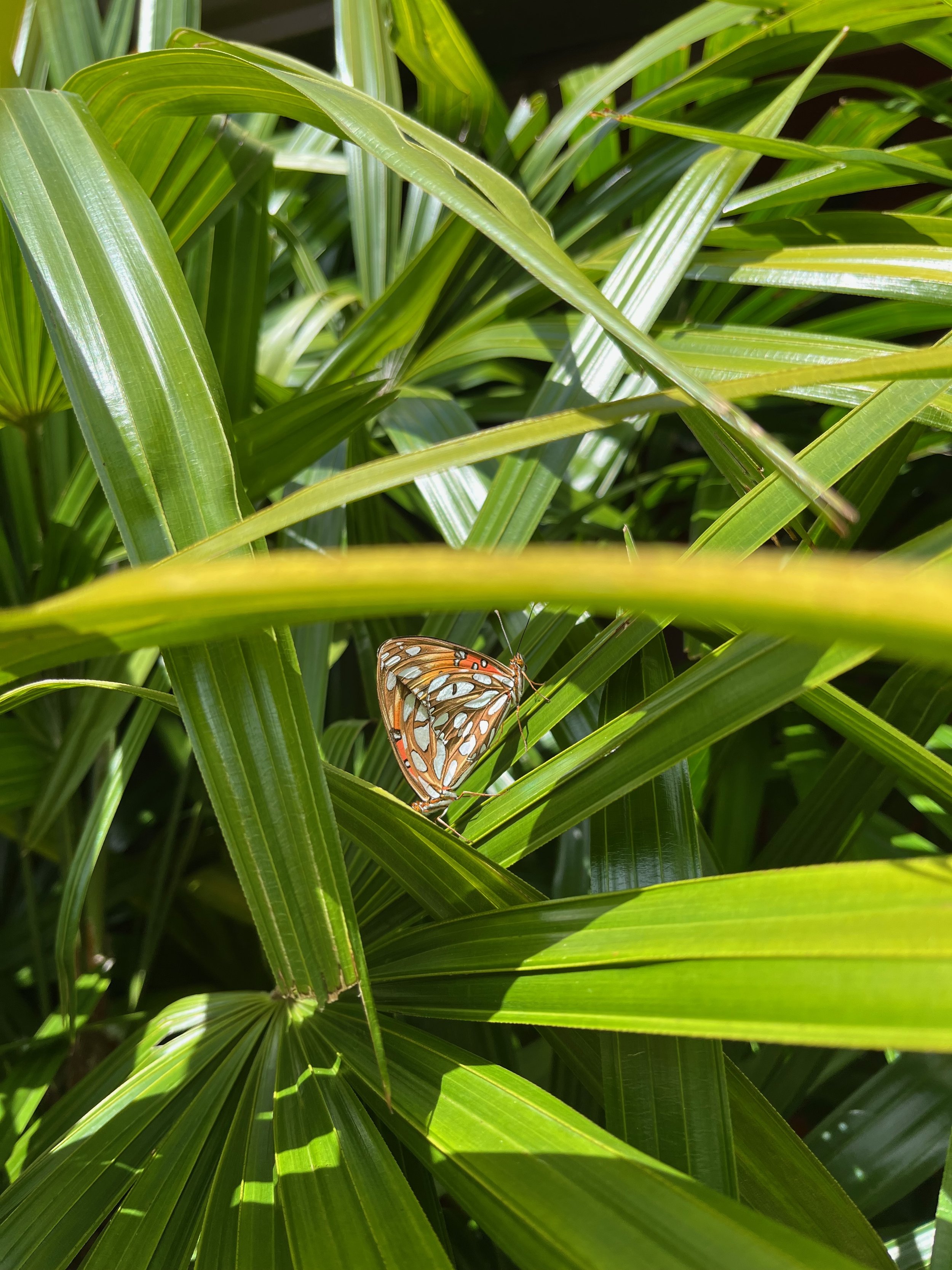 Butterfly in the back yard